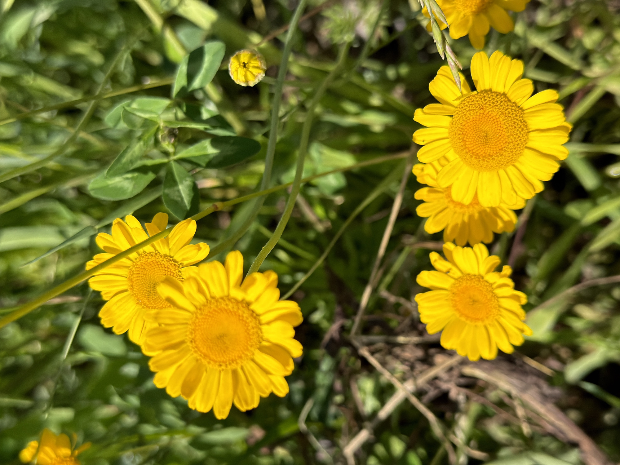 A close-up, eye-level shot captures several bright yellow daisies in varying stages of bloom. The flowers are the central focus, with their vibrant petals and intricate centers rendered in sharp detail. They are nestled amongst lush green foliage and some dry, brown plant debris on the ground, suggesting a natural outdoor setting. The lighting appears to be natural daylight, casting soft shadows and highlighting the textures of the petals and leaves. The background is blurred, further emphasizing the flowers. There are no people or man-made objects visible in the scene, and the location is indeterminate, with no specific city or landmarks identifiable. The overall impression is one of natural beauty and tranquility.