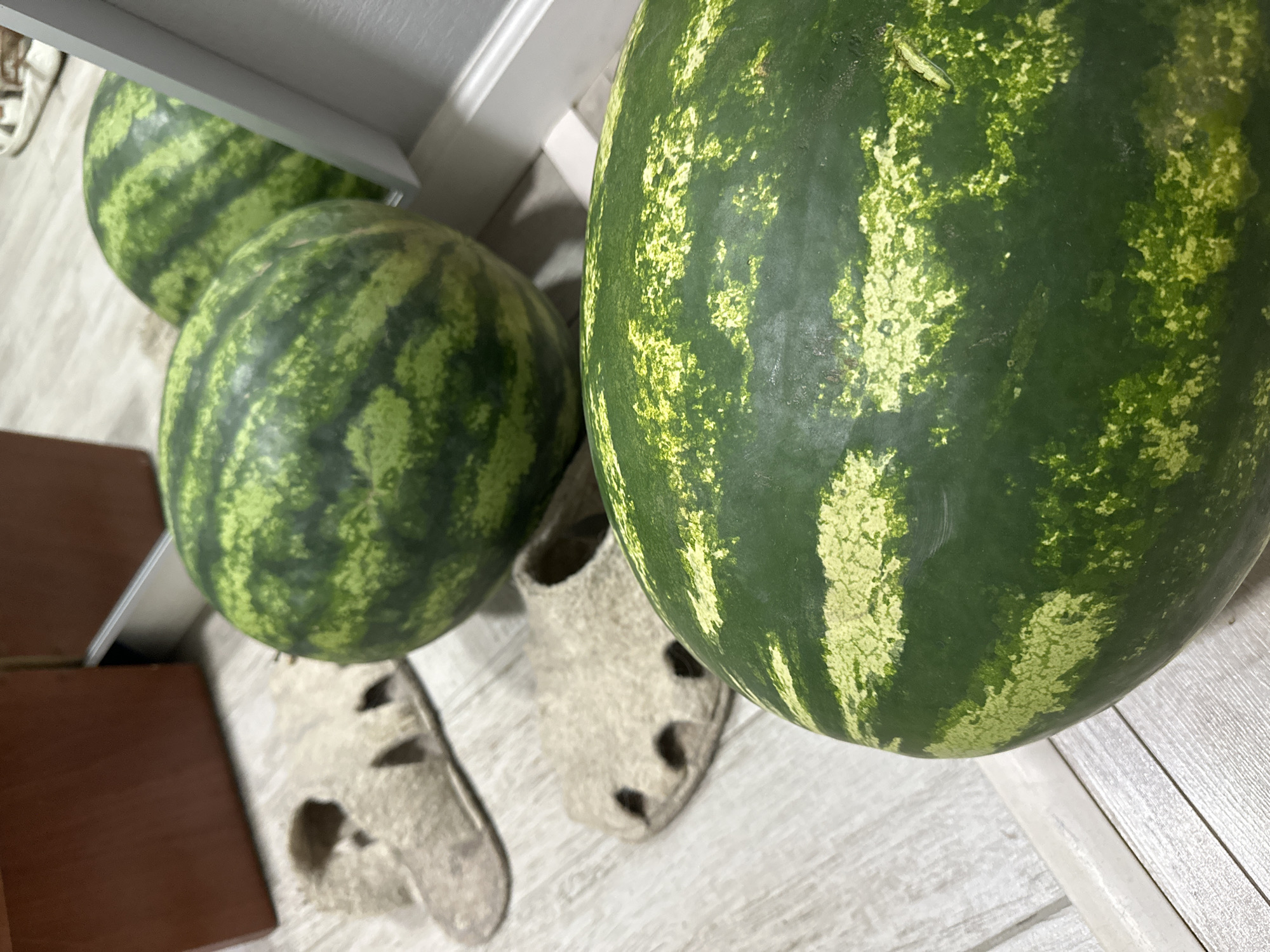 The image depicts two watermelons and a pair of light-colored felt slippers on a light-colored wooden floor. One watermelon is in the foreground, partially out of frame, and the other is further back, to the left of the frame. The slippers are to the left of the watermelons. A dark brown rectangular object is visible in the upper left corner, and a thin white vertical object, possibly a door frame, is on the right side of the image. The scene appears to be indoors, possibly in a residential setting. There is no visible indication of the city of Nevinnomyssk, Russia, or any specific location.