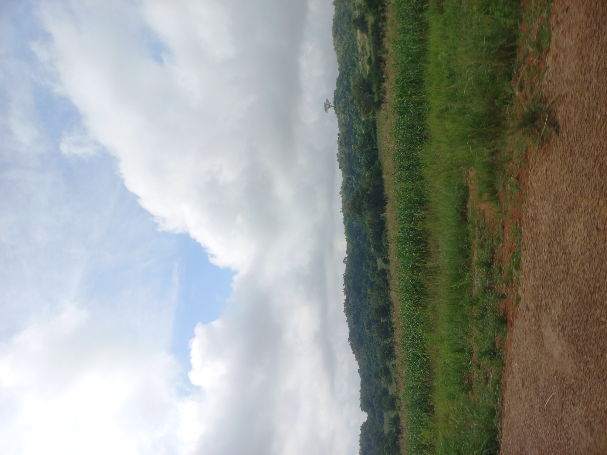 A landscape photograph captures a rural scene under a cloudy sky. In the foreground, a dirt road with a reddish-brown hue leads the eye towards a lush green field of crops, likely maize, stretching across the mid-ground. Beyond the cultivated field, a verdant hill rises, densely covered with trees and scattered rocks. The crest of the hill is dotted with more trees, one of which stands out as a solitary, umbrella-shaped silhouette against the sky. The sky itself is a mix of white clouds and patches of pale blue, suggesting an overcast but not entirely gloomy day. The image appears to be taken in the vicinity of Mangu Halle, Nigeria, a region characterized by its hilly terrain and agricultural practices. There are no people or animals visible in the scene.