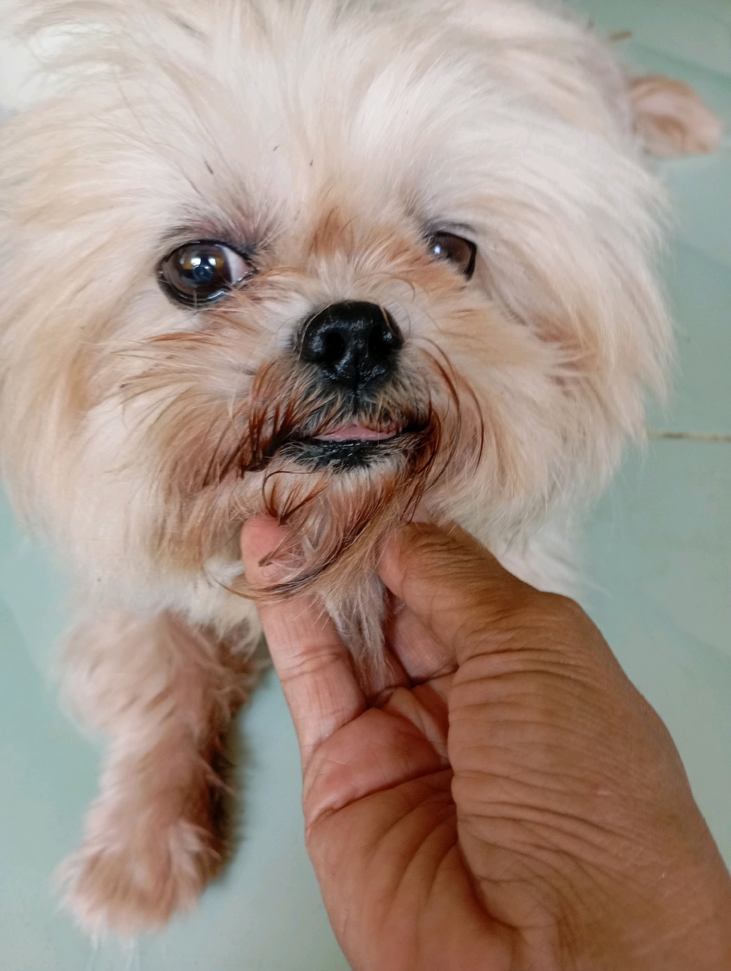 A close-up shot shows a person's hand gently holding the chin of a light-colored fluffy dog. The dog's fur is light brown and white, with some darker brown staining around its mouth. Its eyes are dark brown and its nose is black. The dog's tongue is slightly visible. The background is a light blue, tiled surface, typical of flooring found in many homes and establishments in Balikpapan, Indonesia, a city known for its coastal environment and petrochemical industry. The lighting suggests an indoor setting, possibly during the day.