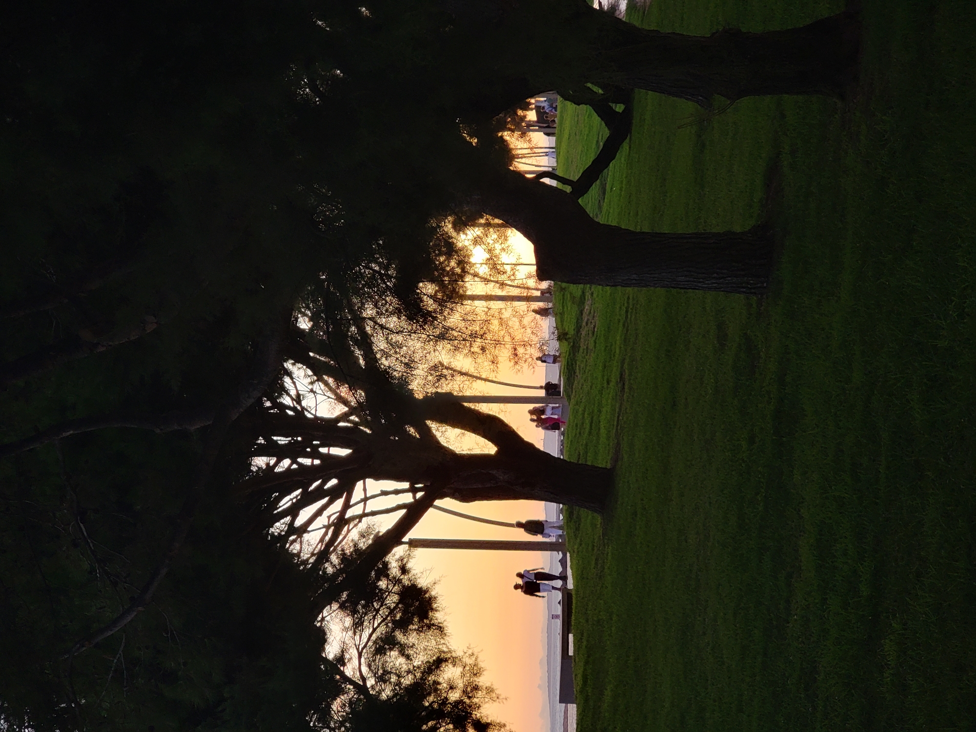 This image captures a tranquil scene at dusk in Quarteira, Portugal, likely along its promenade overlooking the Atlantic Ocean. In the foreground, two large, dark tree trunks with intricate branches dominate the frame, casting shadows across a vibrant green lawn. Beyond the lawn, a paved walkway runs parallel to the water's edge, illuminated by the warm glow of the setting sun. Silhouetted figures of people are visible strolling along the walkway and near the water, some engaged in conversation or walking together. The sky transitions from a soft orange near the horizon to a lighter hue above, punctuated by the faint outlines of distant structures or perhaps more trees. The overall atmosphere is one of peaceful relaxation and natural beauty as day transitions into evening.