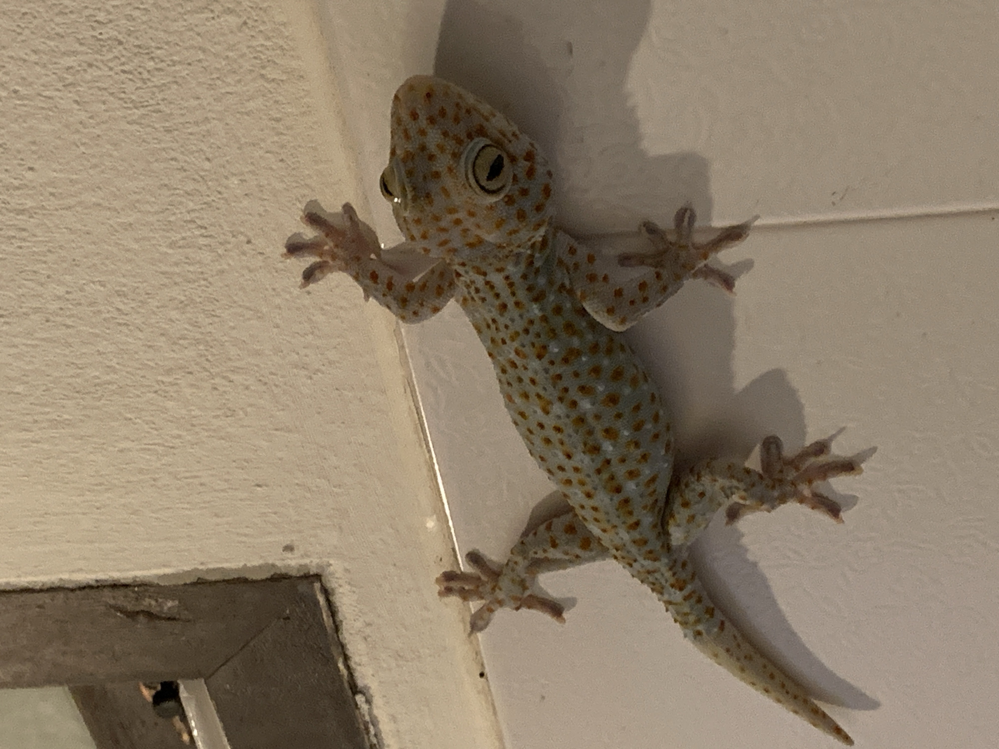 A Tokay gecko is clinging to a white tiled wall in a dimly lit room. The gecko is light grey with blue-grey mottling and numerous small, orange-red spots. It has large, bulbous eyes with dark pupils and yellow irises. Its body is elongated, and its four limbs are extended, with its toes gripping the wall. The gecko's tail tapers to a point. The wall appears to be made of large, square tiles. To the left of the gecko, a dark brown window frame is visible, with a hint of what appears to be a window pane and a blurred reflection of a person. The scene is consistent with an indoor setting in a tropical climate, such as would be found in บ้านบางรักษ์, Thailand, where geckos are common.