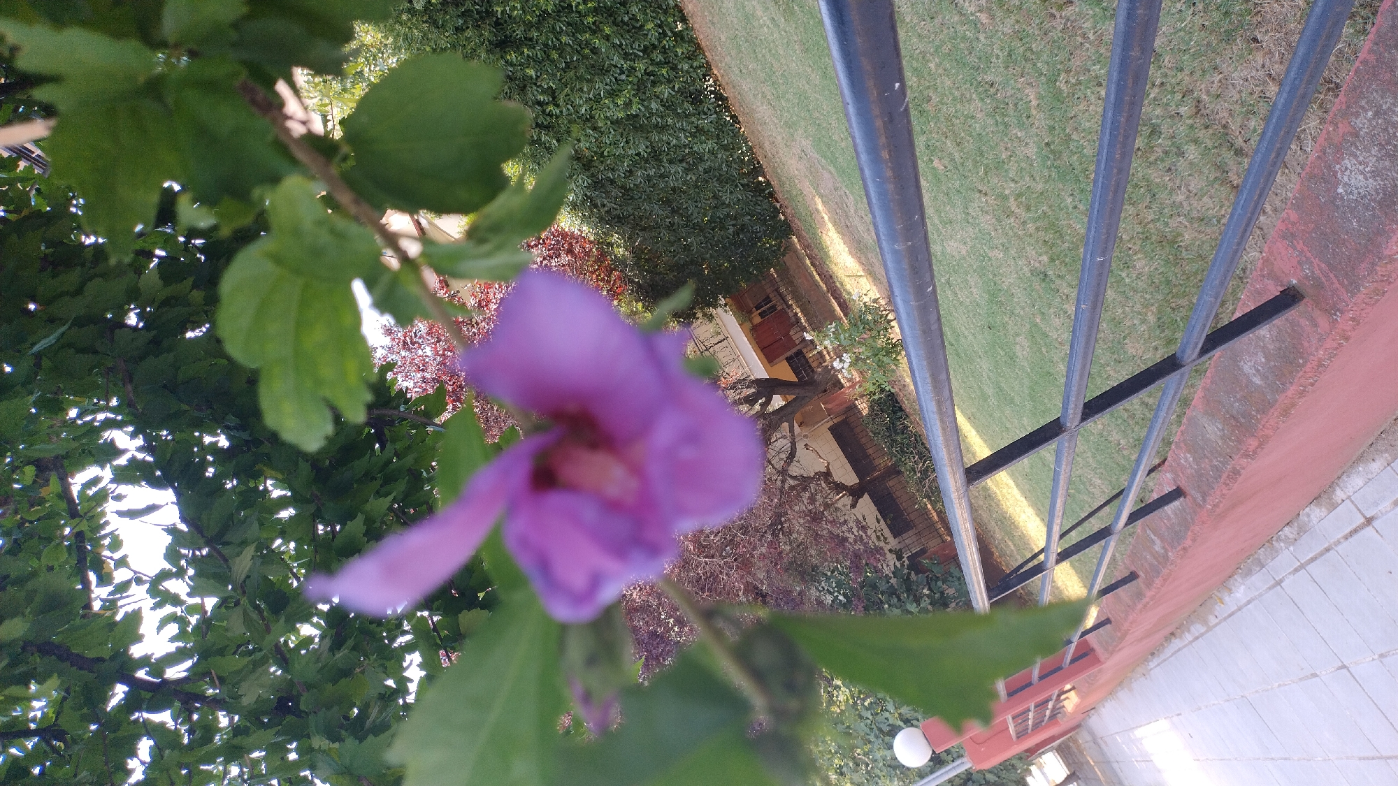 The image shows a blurred purple flower in the foreground, with green leaves and branches of a tree above. In the background, there is a green lawn, a building with red shutters and a balcony, and a dense green hedge. A red-colored wall with a black metal railing runs along the bottom left of the image. The scene appears to be outdoors in a garden or yard setting. The location is Perea, Greece.
