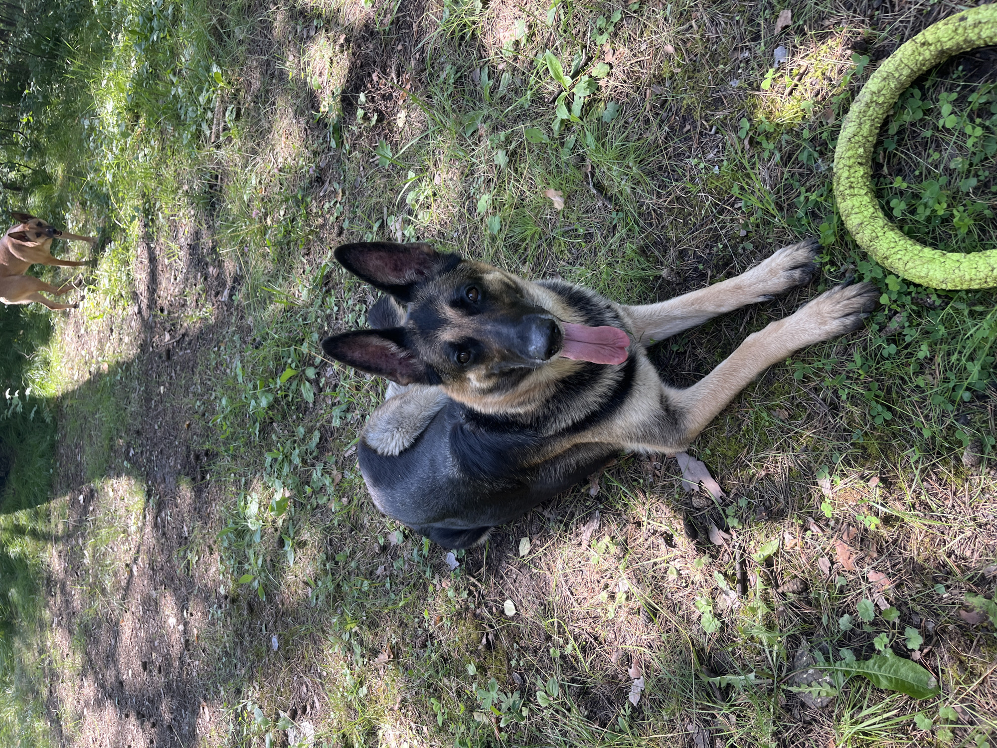 A German Shepherd dog is lying on a grassy area with a bright green toy ring in front of it. The dog is looking directly at the camera with its tongue hanging out. In the background, another tan-colored dog is walking on a path. The scene appears to be a park or wooded area, with dappled sunlight filtering through trees. The location is not specified as Nizhny Tagil, Russia.
