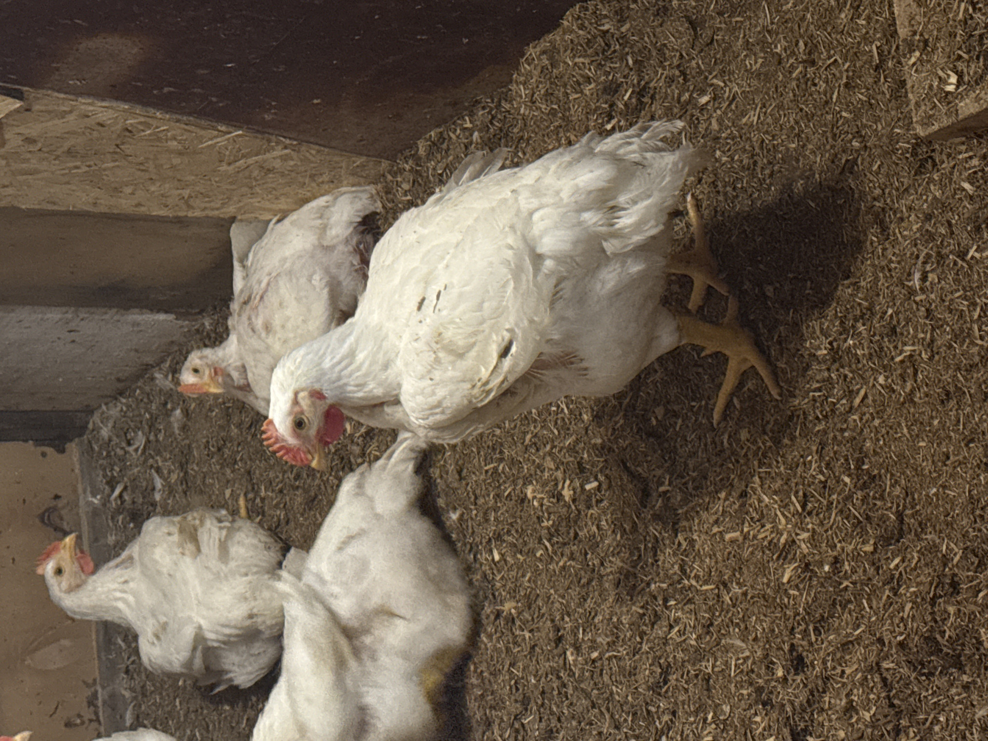 In a dimly lit coop, likely located in Borisovka, Russia, four white chickens are scattered across a floor covered in wood shavings. One chicken stands prominently in the foreground, its white feathers ruffled and its yellow feet splayed on the bedding. Its head is turned slightly to the right, revealing a red comb. Behind it, another chicken is partially visible, also white and facing away. In the background, two more chickens are settled on the wood shavings. The coop appears to be constructed with wooden walls. The lighting is low, casting shadows on the ground.