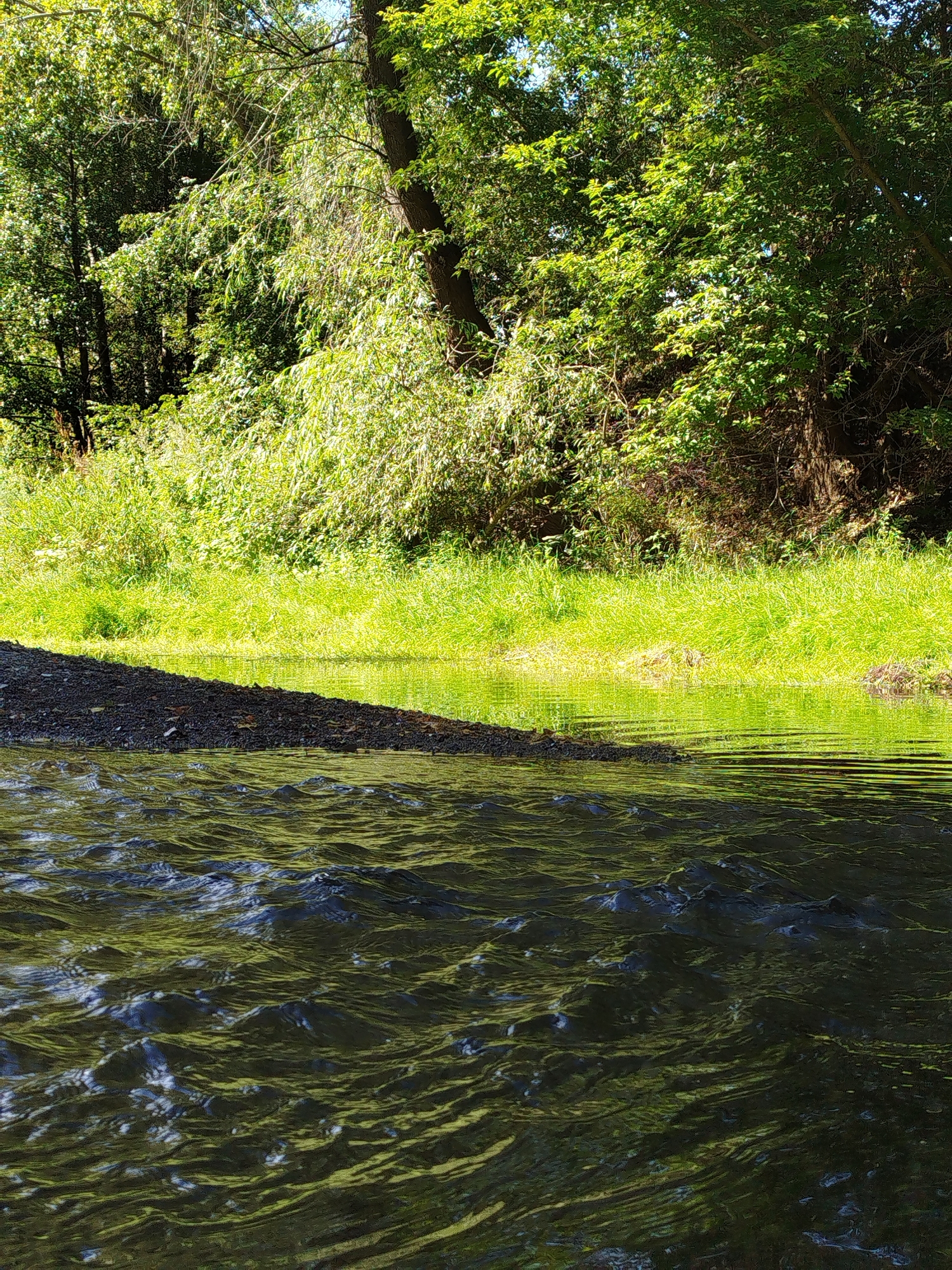 In this vertical, eye-level, medium shot, the foreground is dominated by dark, rippling water. A diagonal strip of dark, coarse gravel bank occupies the lower left quadrant of the image, casting a shadow onto the water. Behind the gravel bank, a vibrant green grassy embankment slopes upward and stretches across the mid-ground. A dense thicket of green trees with a mix of leafy branches and bare twigs forms the background, with sunlight filtering through the foliage, creating a dappled effect. The scene depicts a natural riparian environment.