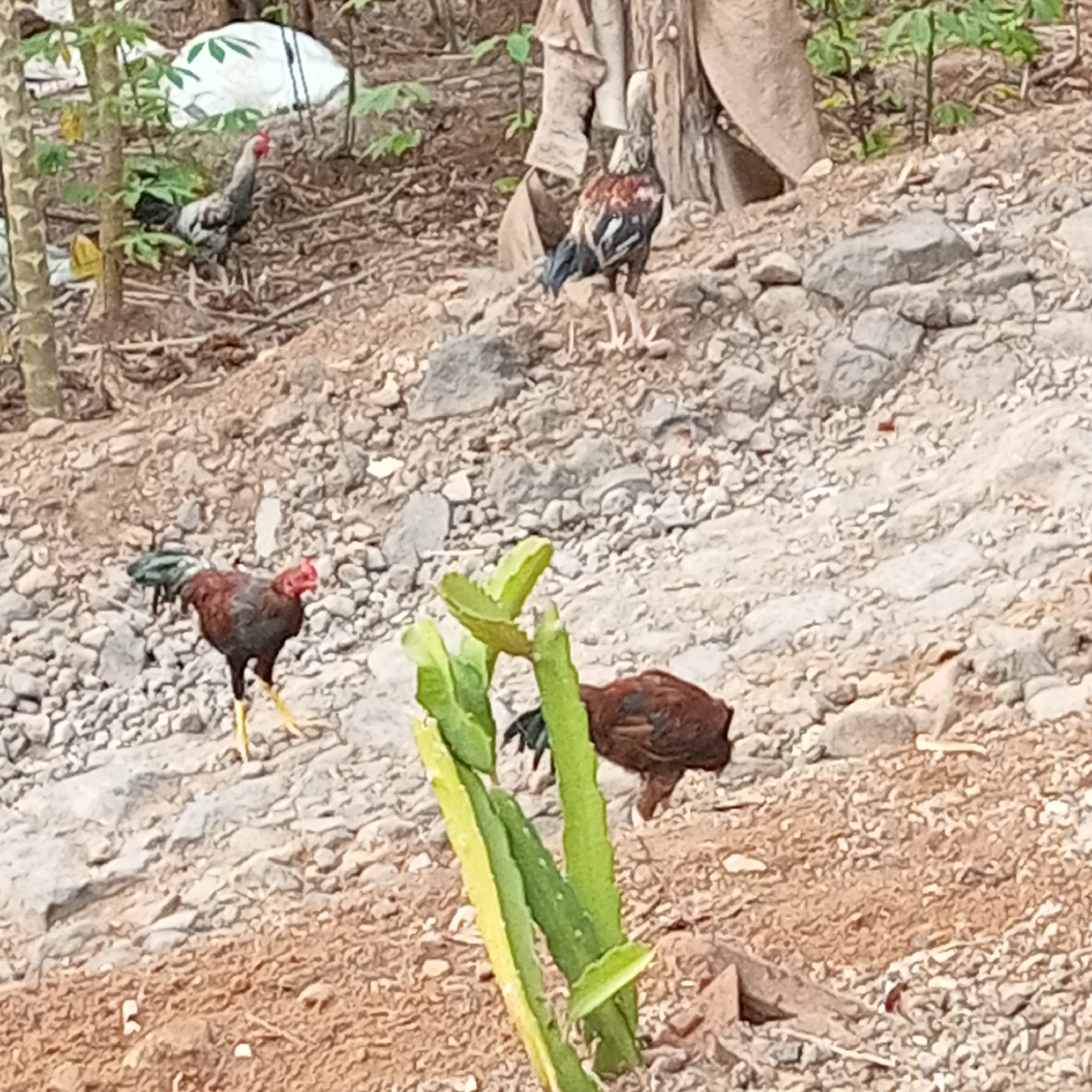 The image captures a rural scene in Cibatuireng, Indonesia, with three chickens visible on a rocky, dirt slope. In the foreground, a brown chicken with dark tail feathers pecks at the ground, partially obscured by a tall, spiky green plant. To the left and slightly further up the slope, a red-headed brown chicken with yellow legs stands facing left. In the background, a white and grey chicken is foraging amidst foliage and what appears to be discarded white plastic. Behind that, another chicken with brown, black, and white plumage stands facing away from the camera. The environment is characterized by dry, rocky terrain, scattered vegetation, and tree trunks.