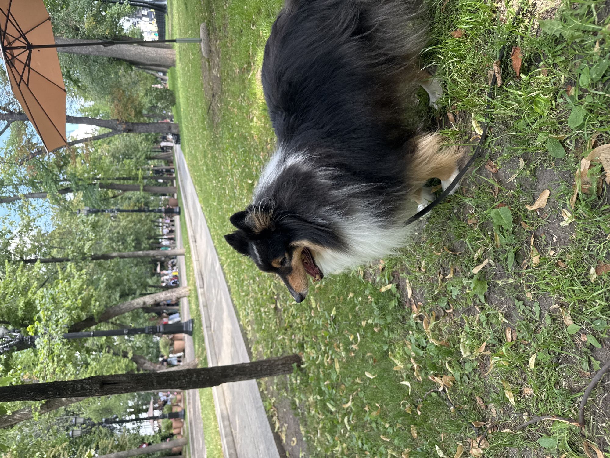 A Sheltie dog is lying on the grass in a park, with its mouth open as if panting or yawning. The dog has black, white, and tan fur, and a long, shaggy coat. It is on a leash, which is visible on the ground. The setting appears to be a park in Moscow, Russia, with a paved path to the left of the dog, lined with trees. In the background, there are more trees and some people walking or sitting in the distance. An umbrella is visible in the upper left corner of the image. The ground is covered in green grass with some fallen leaves scattered around. The time of day appears to be daytime, and the weather seems pleasant. The overall scene depicts a peaceful moment in a park.