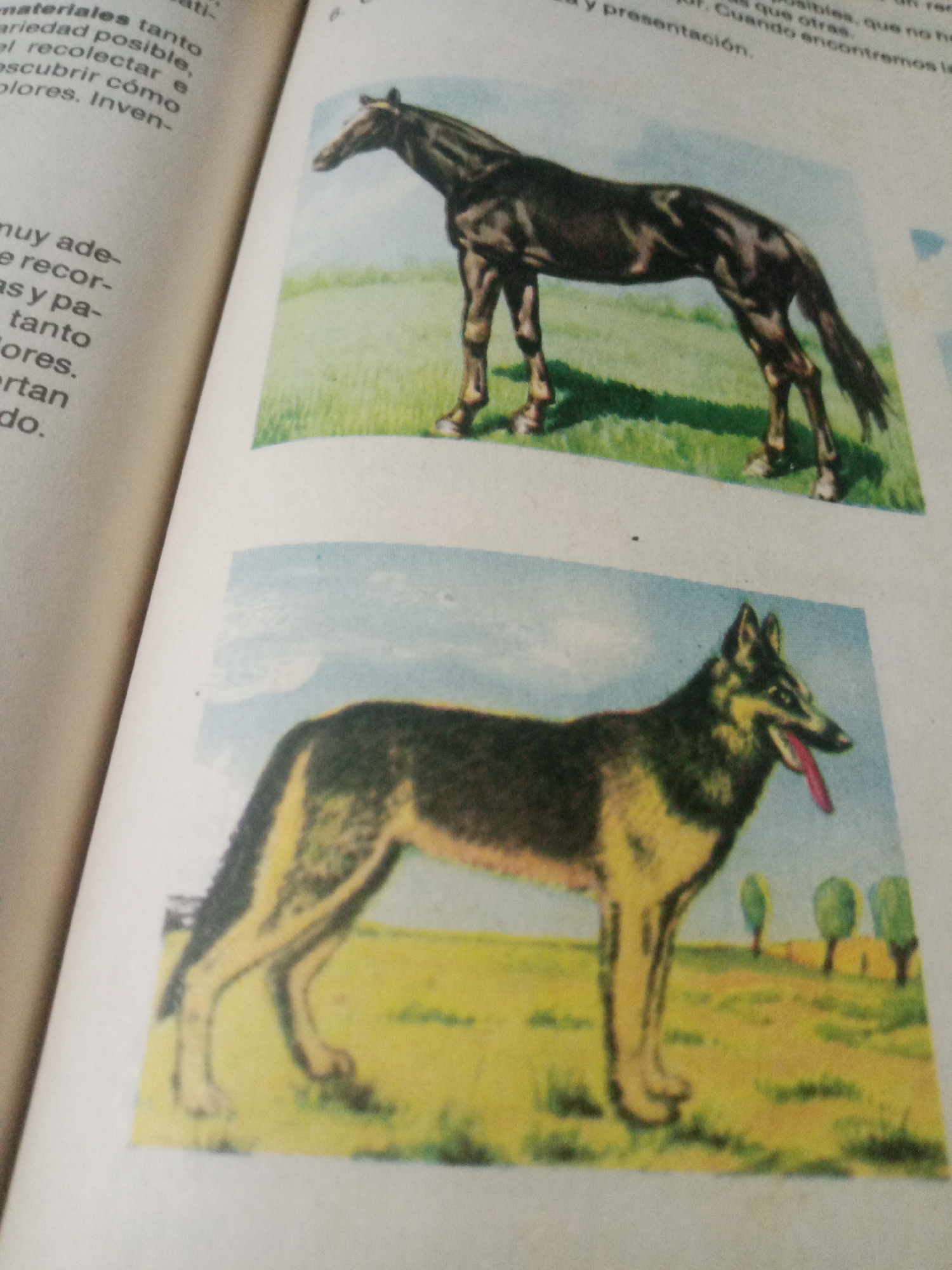 The image displays two illustrations from a book, placed one above the other on a white background. The top illustration depicts a dark brown horse standing in a grassy field with a pale blue sky. The horse is facing left, with its head slightly lowered. The bottom illustration features a German Shepherd dog with its tongue hanging out, standing in a field of yellow grass with a pale blue sky and a line of green trees in the background. The dog is facing left. The left side of the image shows text from the book page, partially visible and in Spanish. The text discusses materials, collecting, and colors. The image does not provide any information about the location in Santa Ana, Venezuela.
