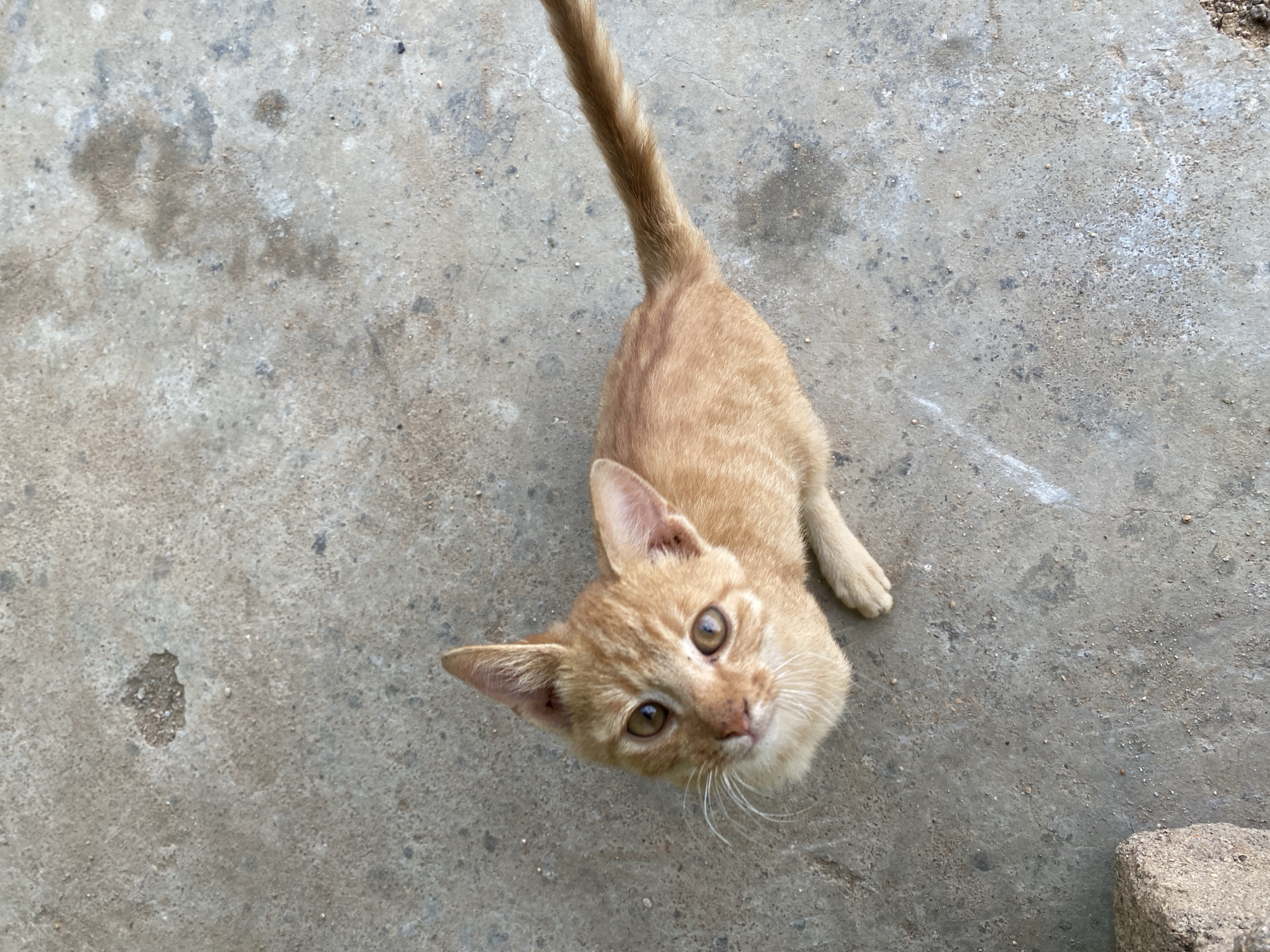 A ginger kitten stands on a concrete surface, looking up at the camera. Its tail is extended upwards. The concrete has various discolorations and textures. The scene appears to be outdoors. There is no evidence to confirm this image was taken in Riyom, Nigeria.