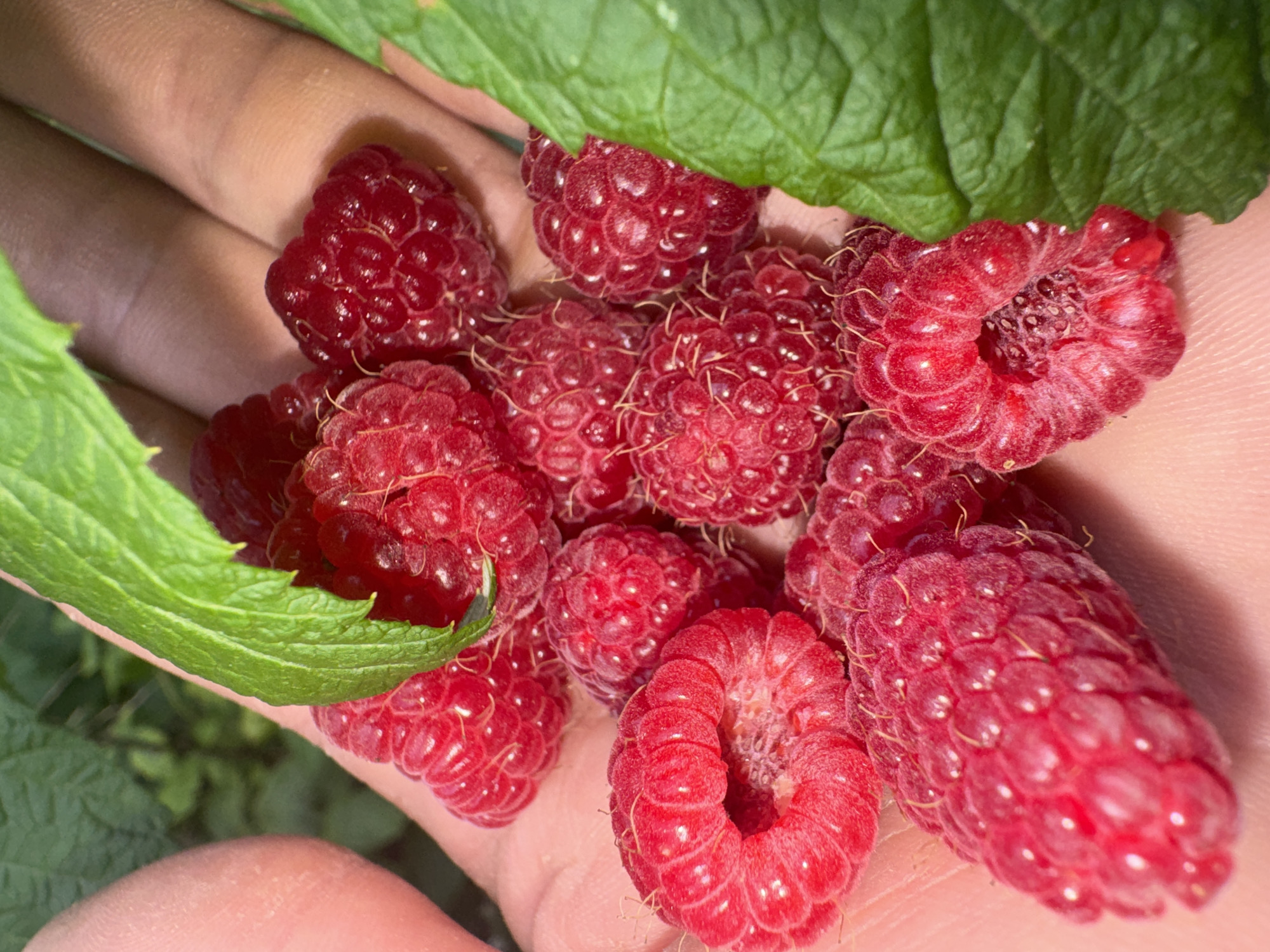 In Shcherbanka, Ukraine, a person's hand is holding a cluster of ripe raspberries. The raspberries are a vibrant red color and appear to be freshly picked, with some still attached to a small stem. Green leaves from the raspberry plant are interspersed with the berries. The background is blurred, suggesting an outdoor setting likely in a garden or field. The image focuses on the texture and color of the fruit and the skin of the hand.
