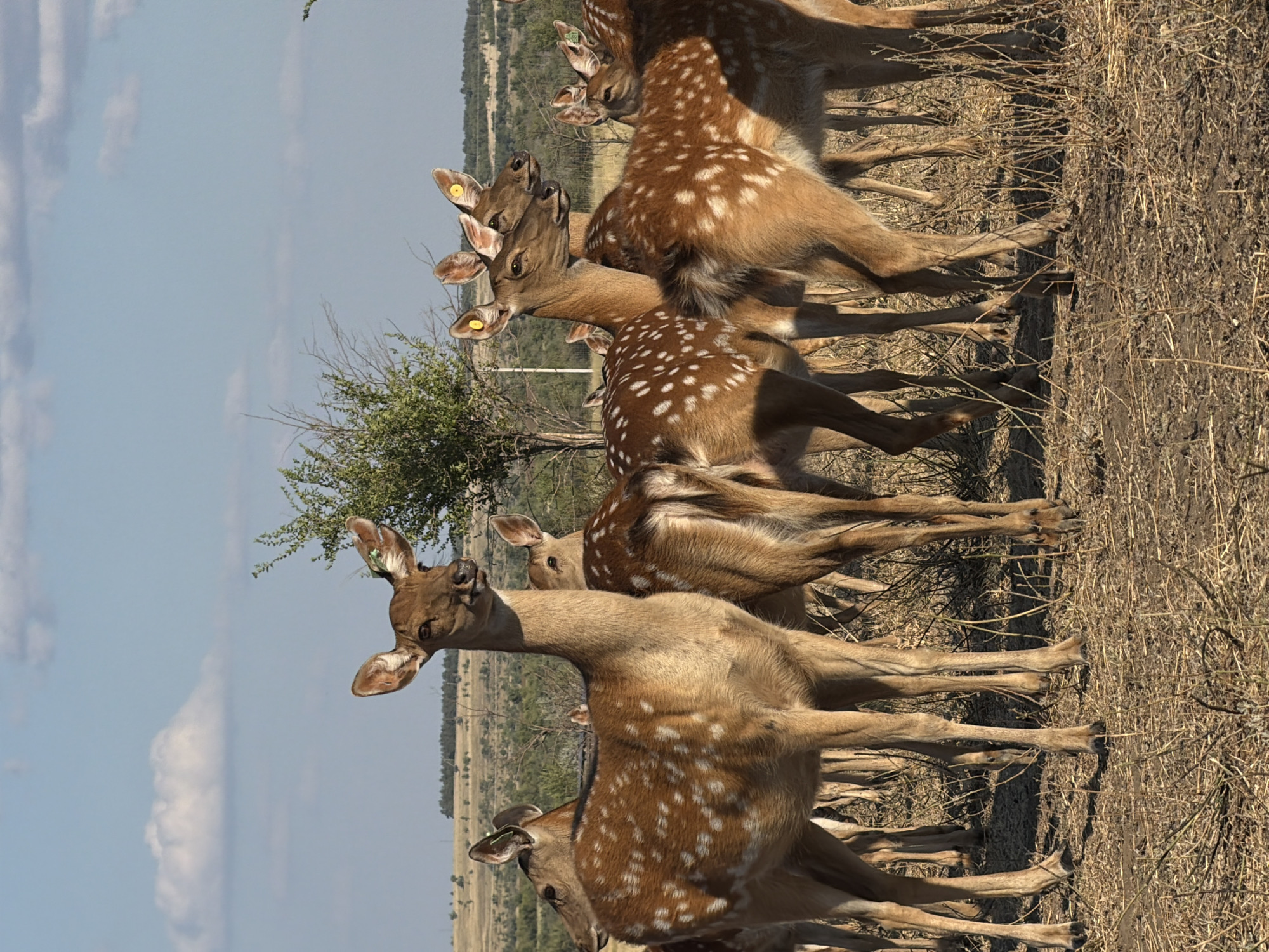 In Gornyi Balyklei, Russia, a herd of several spotted deer stand in a dry, grassy field under a bright blue sky with scattered white clouds. The deer, predominantly brown with white spots, have prominent ears, some adorned with yellow or green tags. In the foreground, a deer with a slender neck faces forward, while others are positioned around it, their bodies partially obscured. The environment appears rural or a nature reserve, with sparse vegetation and a treeline in the background.