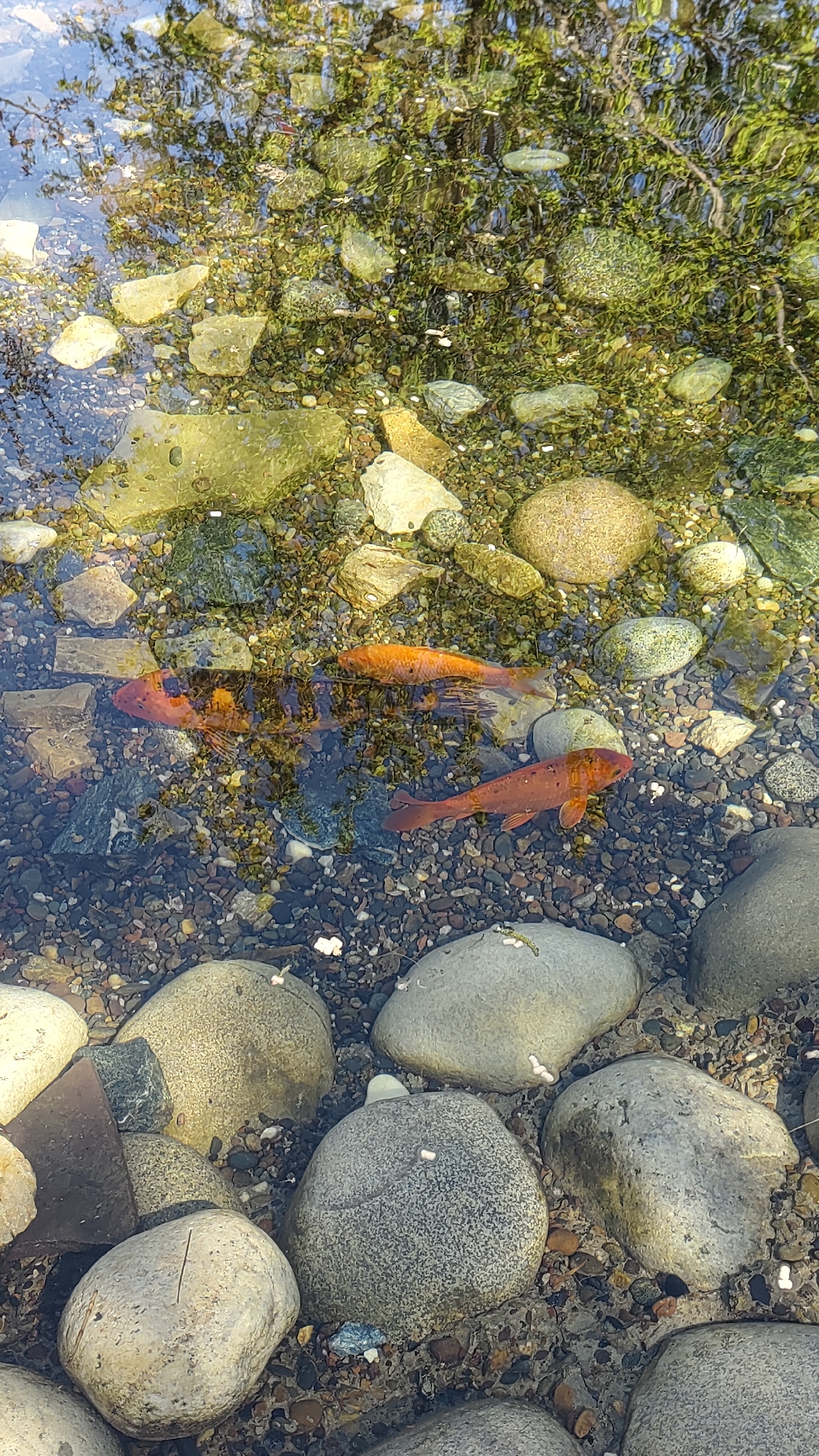 The image depicts a shallow body of water, possibly a stream or pond, with a rocky bottom. The water is clear enough to see the rocks and pebbles on the bed. Three orange-colored fish, likely koi or goldfish, are visible swimming in the water. The surrounding environment is characterized by larger, smooth stones and pebbles along the edge of the water, with reflections of trees and foliage visible on the water's surface. The location, Krasnoyarsk, Russia, is provided as context but isn't discernible from the visual elements alone.