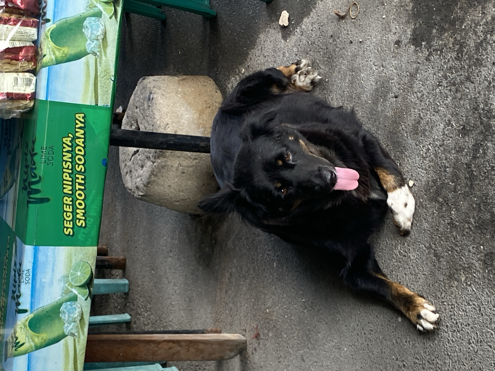 A medium-sized black dog with tan markings on its legs and face lies on a concrete ground. The dog is panting with its tongue out. In the background, a green cooler with "LIME SODA" written on it is partially visible. The cooler has an image of limes and ice on its surface. There are also legs of tables and chairs, and a stone block. The scene appears to be outdoors, possibly at a food stall or rest area in Parapat, Indonesia, given the heat suggested by the dog's panting.