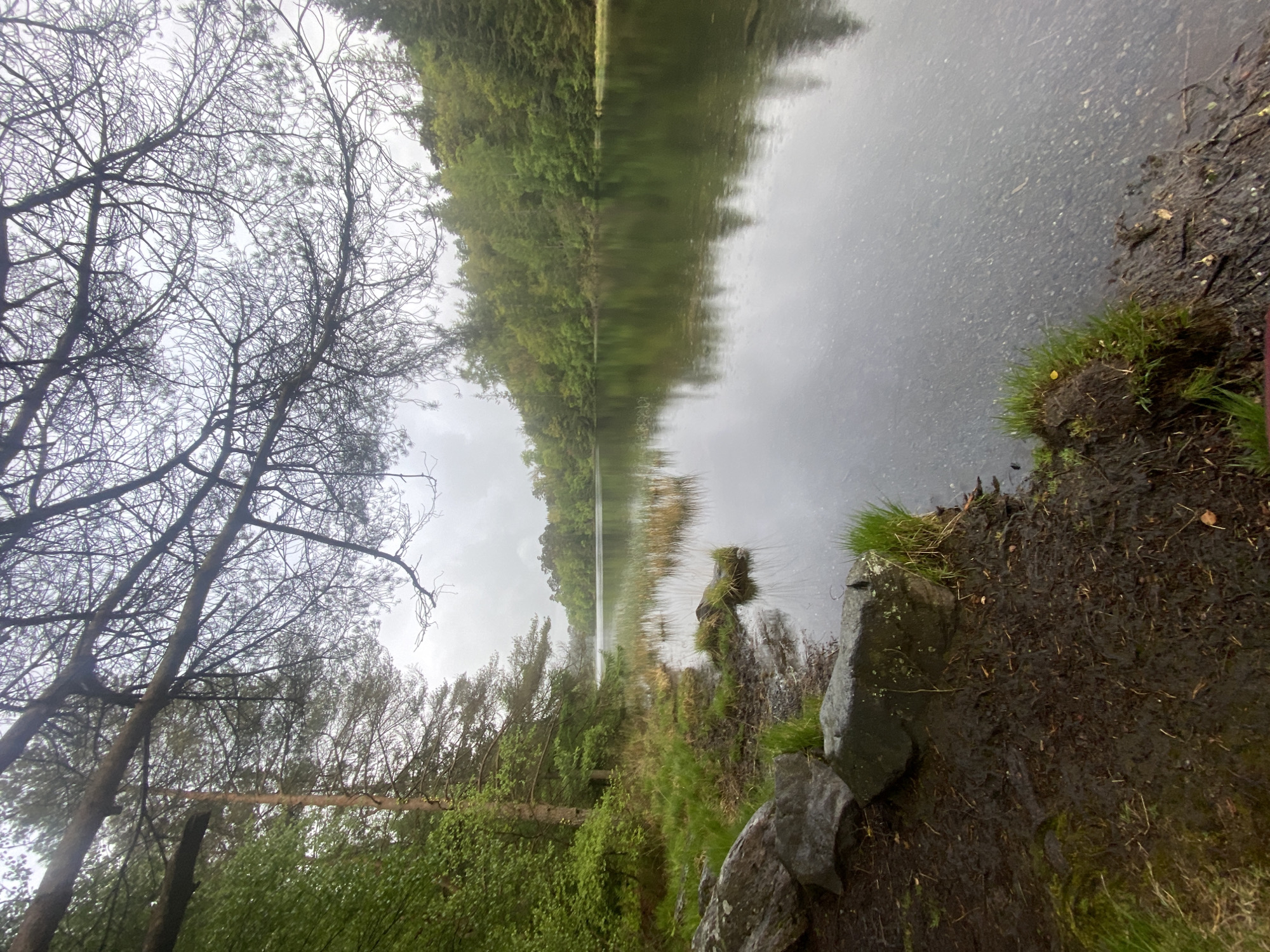 The image depicts a still body of water, likely a lake or pond, bordered by lush green vegetation and trees. The sky is overcast, suggesting a cloudy or rainy day. The photograph appears to be taken from the shoreline, with a muddy bank and rocks visible in the foreground. Bare branches of trees are visible along the left side of the image, contrasting with the denser green foliage on the opposite bank. The water reflects the surrounding environment, creating a mirrored effect of the trees and sky. Without additional information, confirming the location as Llanrwst, United Kingdom is not possible but given the environment, it is likely a lake in a forest area in the UK.