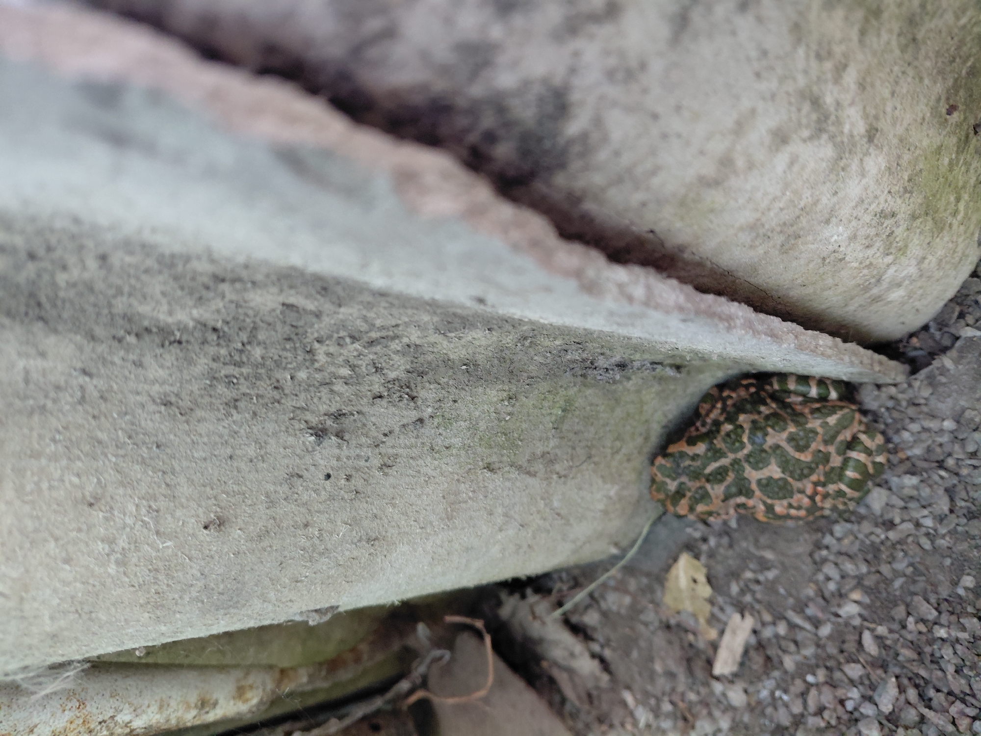 A close-up, eye-level, outdoor shot shows a green and brown mottled frog resting on a gravelly ground next to a rough, textured, light gray, vertical surface. The frog is positioned at the bottom right of the frame, facing left. The textured surface appears to be a building material, possibly concrete or stone, and is partially obscured by a lighter, curved, off-white material on the right edge of the image. The background is out of focus and appears to be dirt and debris. The lighting is natural and diffused.