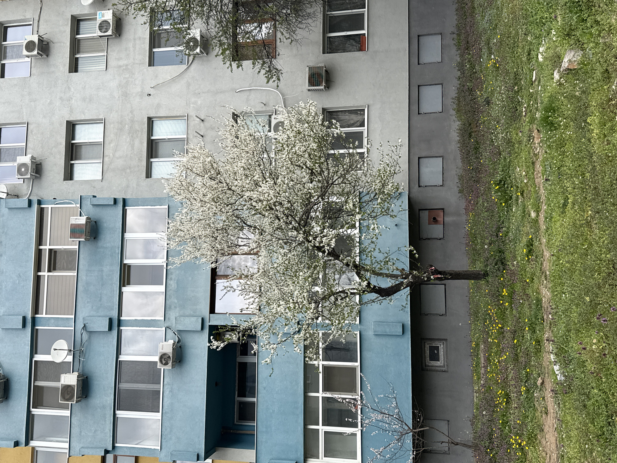 The image depicts the exterior of a multi-story residential building located in Stara Zagora, Bulgaria. The building facade is divided into at least three distinct sections: a partially visible yellow section on the far left, a prominent light blue section occupying the left-center, and a gray section covering the right-center and right.
The light blue section features three visible floors with multiple rectangular windows, all fitted with white frames. Several external air conditioning units are mounted on this facade, and a small satellite dish is positioned above one unit on the second floor from the top. A blue-painted balcony is visible on the third floor from the bottom. The lower part of this section presents small, square, recessed openings, some appearing boarded or covered.
The gray section, adjacent to the blue, shows four visible floors with numerous rectangular windows, also featuring white frames. Several air conditioning units are affixed to this facade, with visible conduits running along the wall. The bottom floor of the gray section includes small, square, boarded-up openings, similar to the blue section's base. One ground-level window on the gray section has a small red flowerpot on its exterior sill.
In the mid-ground, a large deciduous tree with abundant white blossoms stands centrally, partially obscuring both the blue and gray building sections. Its trunk is dark. To the left of this main tree, a smaller tree with sparser white blossoms is present. A third tree with green foliage is visible on the far right, partially obscuring the gray building.
The foreground is dominated by a grassy, unkempt area covered with various wild plants. Numerous yellow dandelions and smaller purple flowers are interspersed throughout the green grass. Bare patches of dirt and scattered small rocks are visible, suggesting natural wear or informal pathways. No individuals are present in the scene. The lighting suggests an overcast sky.