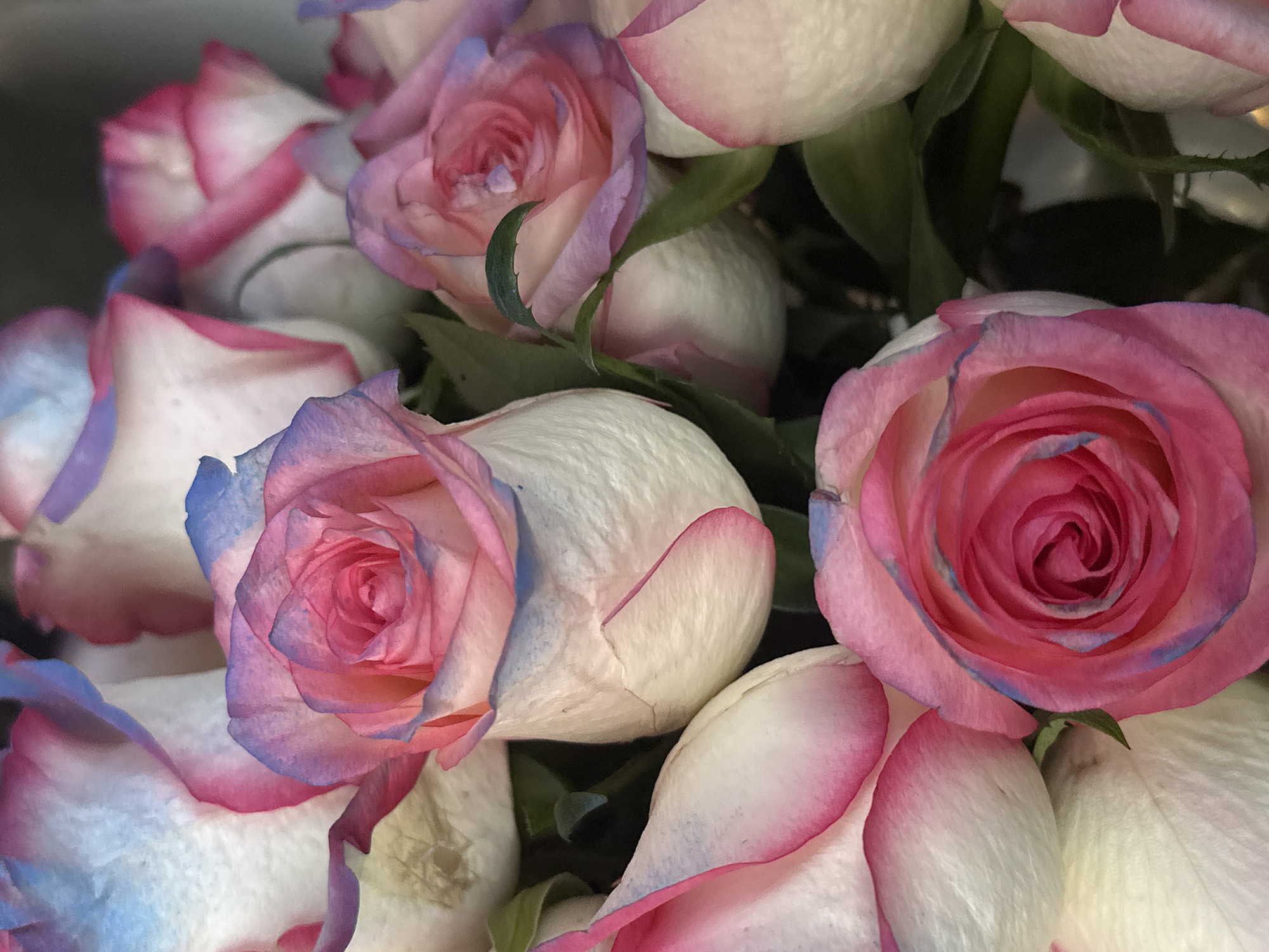 A close-up image shows a bouquet of white roses with pink and blue-tinged edges to their petals. The roses are in various stages of bloom, with some tightly furled and others fully open. The arrangement appears natural, with some green leaves visible among the blooms. The overall composition is dense, with the roses closely packed together. The color palette is soft and delicate, emphasizing the hues of pink, blue, and white. The location is unknown.