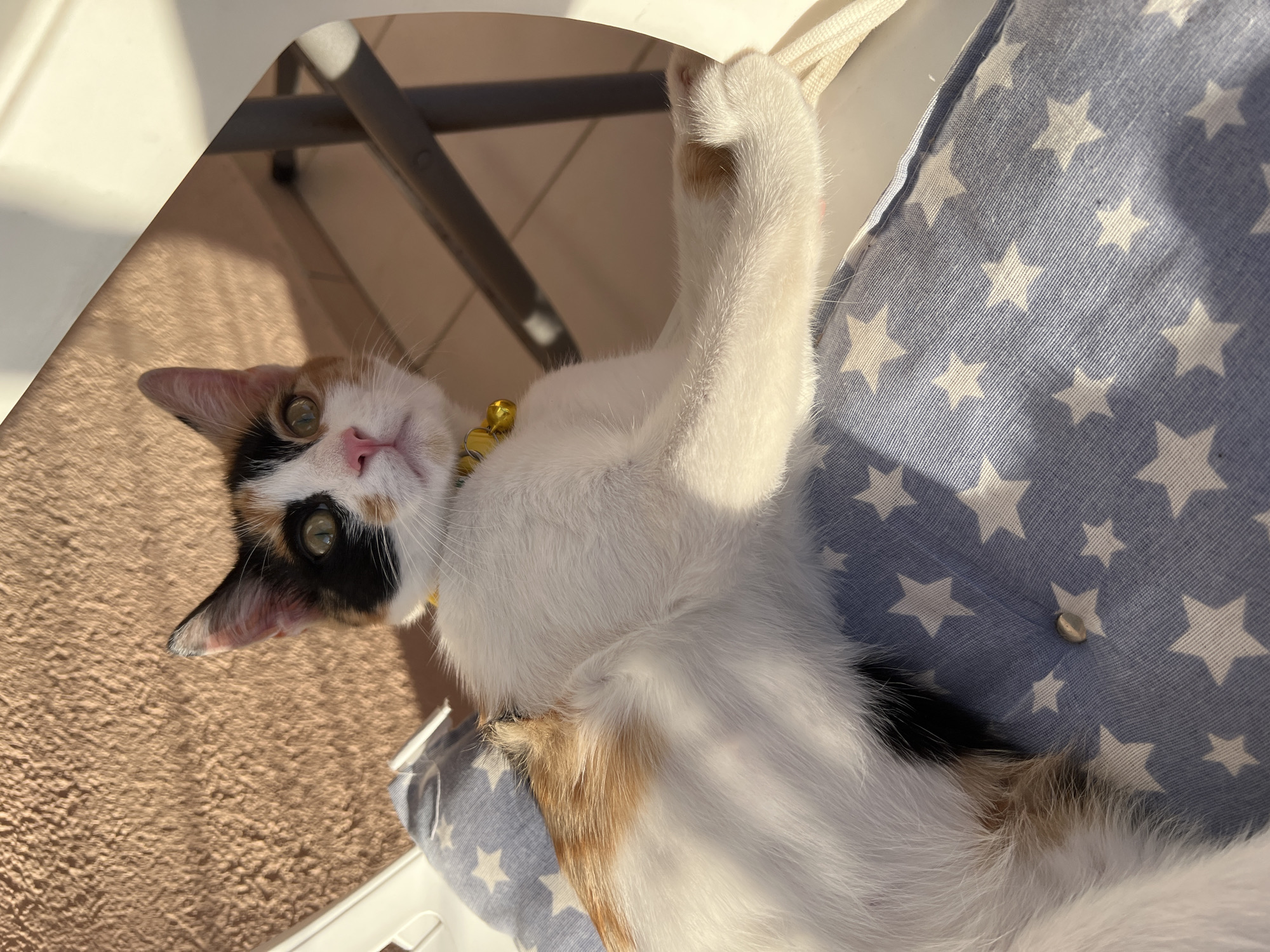 A calico cat is lying on its back on a blue cushion with white stars. The cat has white, black, and orange fur. Its front left paw is raised in the air. It is wearing a yellow collar with a golden bell. The cat's nose is pink, and its eyes are green. Sunlight is casting shadows from the legs of a chair onto the furry brown floor. The setting appears to be outdoors, possibly a balcony or patio, given the sunlight and the presence of outdoor furniture. The cat looks relaxed and playful.