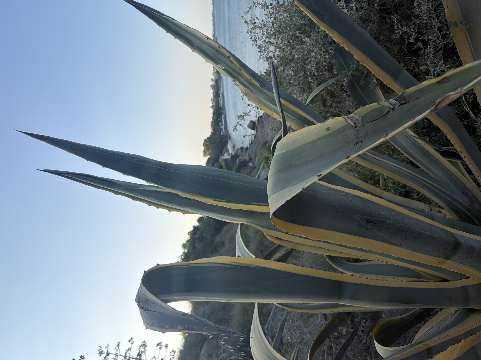 An agave plant with variegated leaves, showing green and yellow stripes, is in the foreground, dominating the left and center of the frame. The plant's leaves are long, pointed, and somewhat curved, with some appearing torn or damaged. Behind the agave, a body of water, likely the sea, stretches across the horizon. Along the coastline, there are hints of vegetation and possibly some buildings. The sky is clear and pale blue, suggesting it is either early morning or late afternoon. The location appears to be a coastal area with uneven terrain, possibly a hillside or cliffside overlooking the water. The environment suggests a Mediterranean climate.