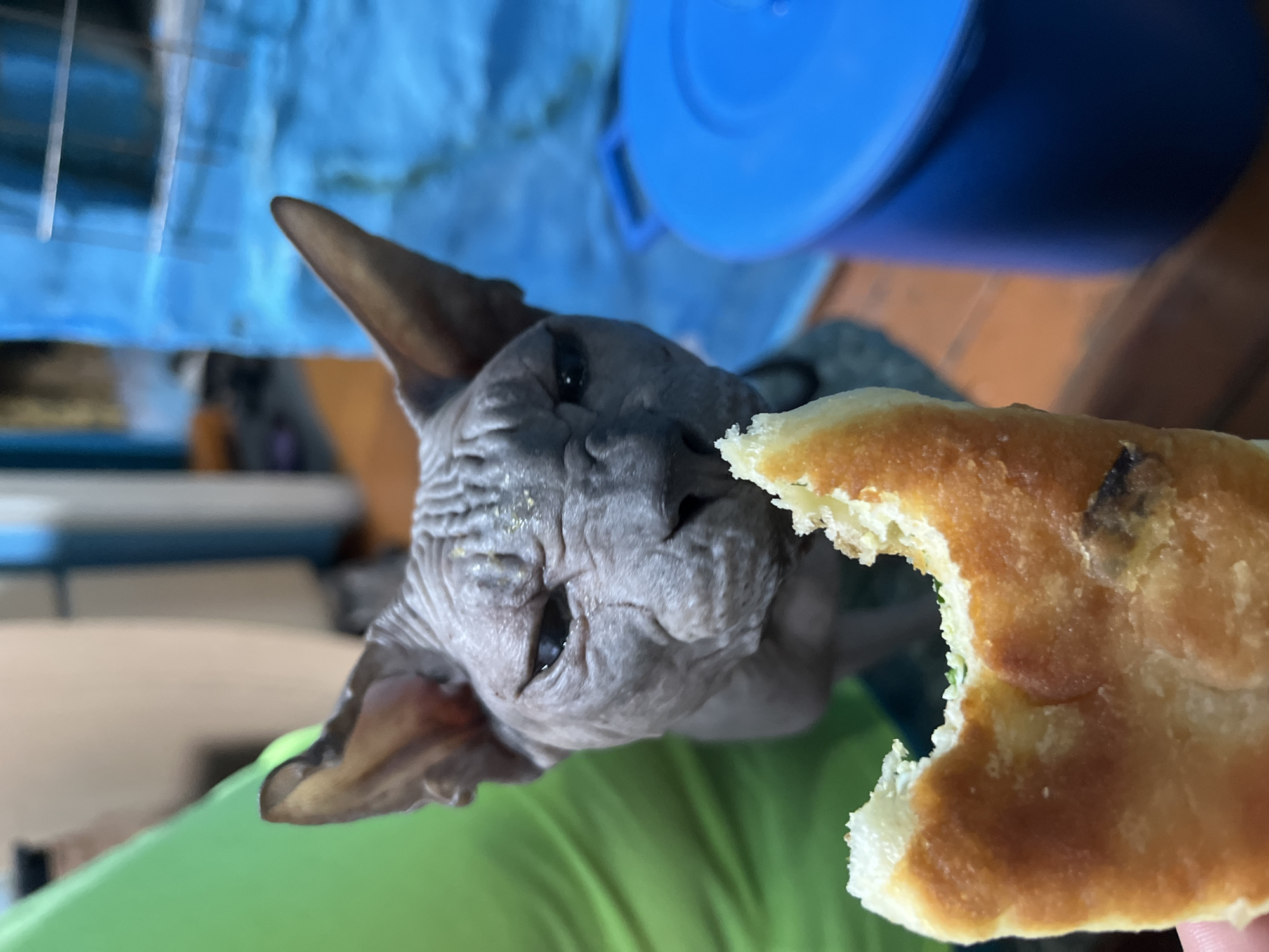 This media file captures a close-up, angled shot of a Sphynx cat, a breed known for its lack of fur. The cat has distinctive wrinkled skin and large ears. It is positioned in the foreground, looking directly at the camera with a curious expression. In front of the cat, and slightly to its right, is a piece of food, possibly bread or a pastry, with a visible bite taken out of it. The cat's mouth is near this food item, suggesting it is either about to eat it or has just taken a bite.
The background is out of focus, but appears to be an indoor setting. A bright blue object, possibly a lid or a container, is visible in the upper right portion of the frame. The overall color palette is dominated by the cat's grey skin, the green fabric the cat is resting on, and the warm brown tones of the food and wooden furniture in the background. The lighting suggests an indoor environment, with no clear indication of the time of day or weather. The setting appears to be a domestic space, possibly a home in Nizhny Tagil, Russia, given the location context. There is no visible text in the image.