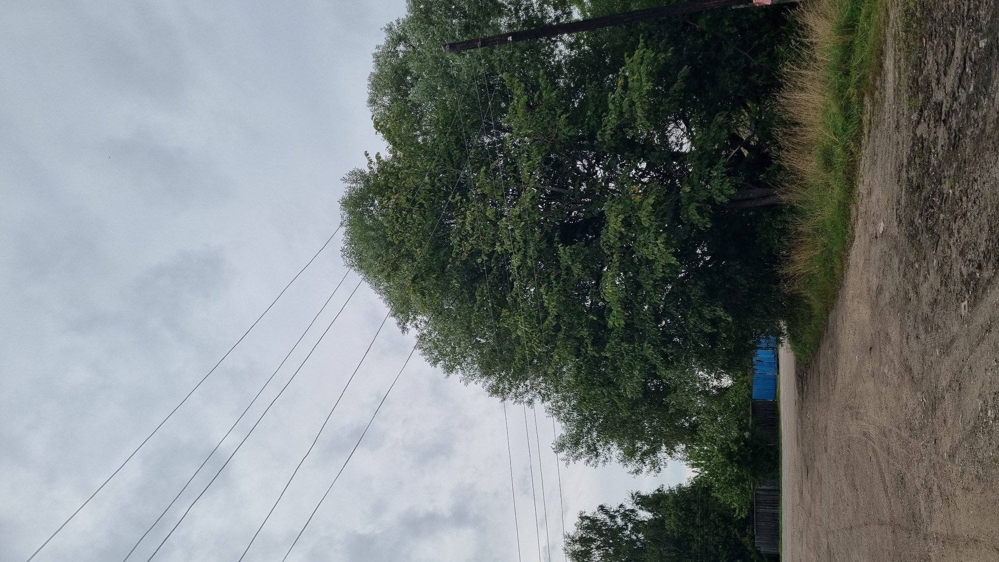 The image depicts an outdoor scene in Vysokoe, Russia, under an overcast sky. A dirt road or pathway occupies the foreground, with tire tracks visible. To the left of the road, a wooden fence is partially visible. Beyond the fence, there are various trees and a bright blue gate. The central and right portions of the image are dominated by a large, leafy green tree. Several power lines are strung across the sky, running diagonally from the upper left to the upper right. A wooden utility pole is also present on the right side of the image. The overall environment appears to be rural or semi-rural.