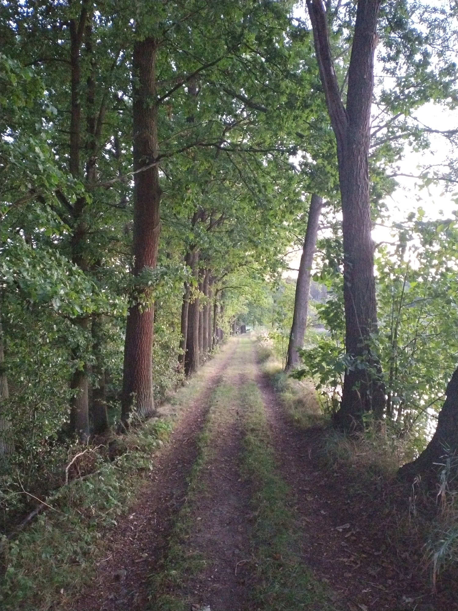 A dirt path, lined with a dense row of mature deciduous trees on the left, curves into the distance, suggesting a forest or park setting. The trees have thick, textured bark and full canopies of green leaves. Sunlight filters through the branches, creating dappled light on the path and surrounding undergrowth, which consists of grass and smaller shrubs. On the right side of the path, the undergrowth is also dense, with trees and foliage extending towards what appears to be a body of water, possibly a lake or river, visible in the distance. The path itself is uneven, with a mixture of dirt, grass, and fallen leaves. The image is taken from a low angle, looking down the path. The overall impression is one of a tranquil, natural environment.