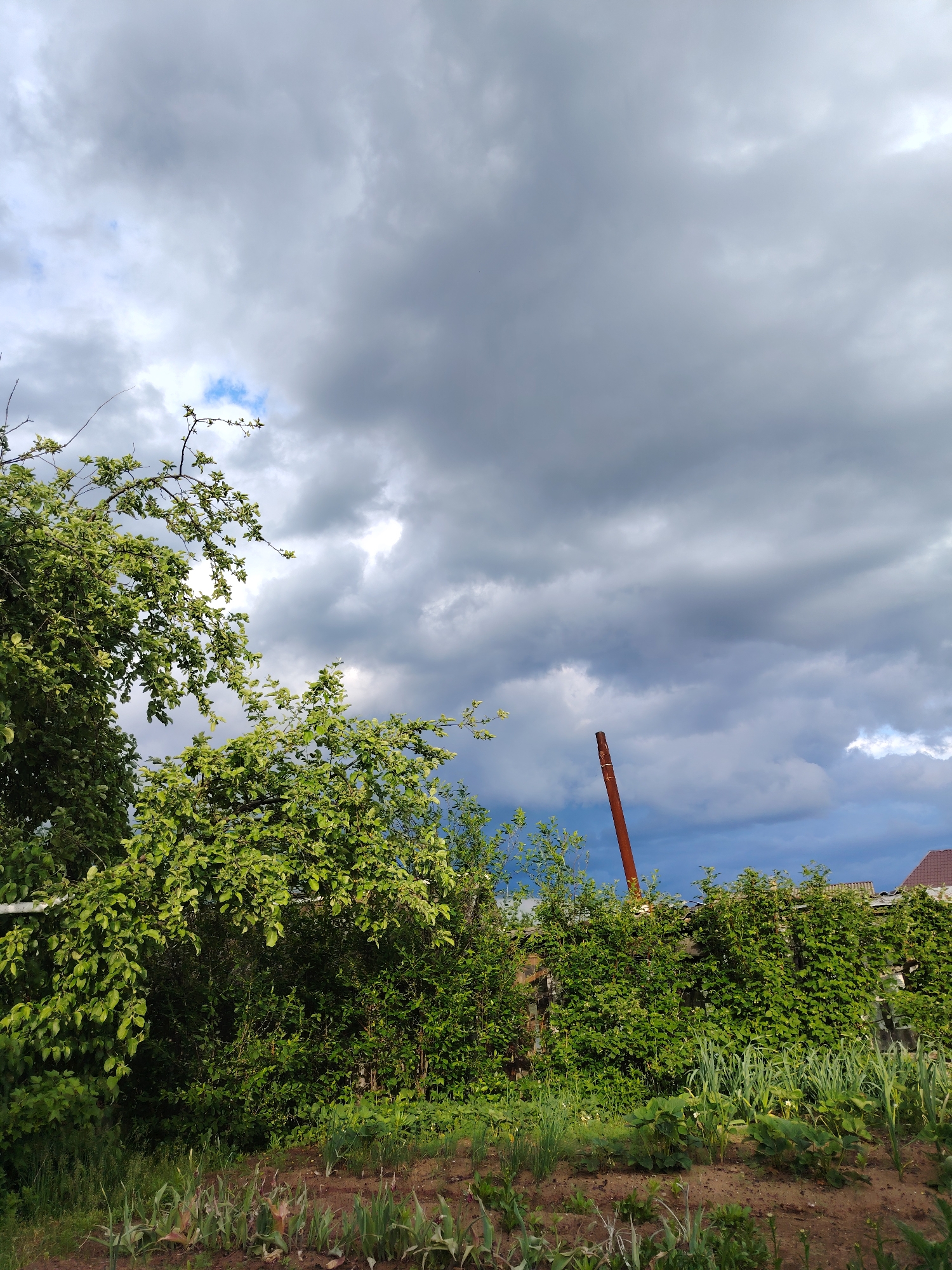 The image presents a view of a garden or cultivated area in Chaikovsky, Russia, under a sky heavily filled with gray and white clouds. In the foreground, there is a patch of cultivated land with rows of young plants or vegetables emerging from the soil. The plants have long, slender green leaves.
Behind the cultivated patch, there's a dense mix of greenery, including bushes and possibly a fence overgrown with climbing plants. A tree with green leaves occupies the left side of the image, its branches extending towards the cloudy sky.
In the mid-ground, a tall, thin, rusted metal pipe rises up, partially obscured by the vegetation. In the background, a section of a building with a red roof is barely visible above the greenery.
The overall atmosphere of the image suggests a cloudy or overcast day in a rural or suburban part of Chaikovsky, Russia.