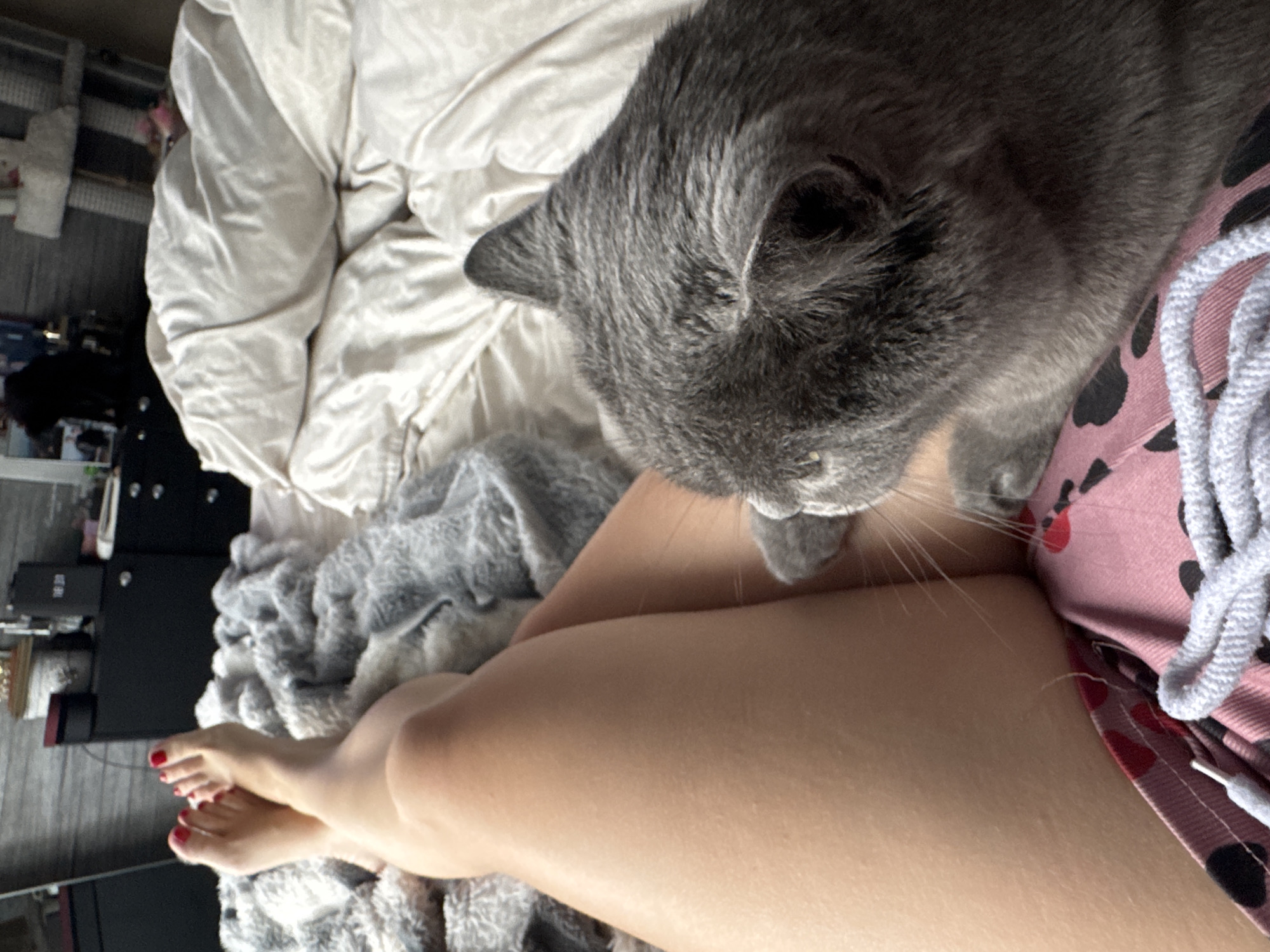A first-person perspective shot shows a person's legs and feet adorned with red nail polish, resting on a grey fuzzy blanket on a bed. A grey cat is positioned in the foreground, partially obscuring the person's legs. The cat's head is turned away from the camera, with its ears and back of its head visible. The background reveals a cluttered dresser with various items, a mirror reflecting a shadowy figure, and a portion of a cat tree. The environment appears to be a bedroom.