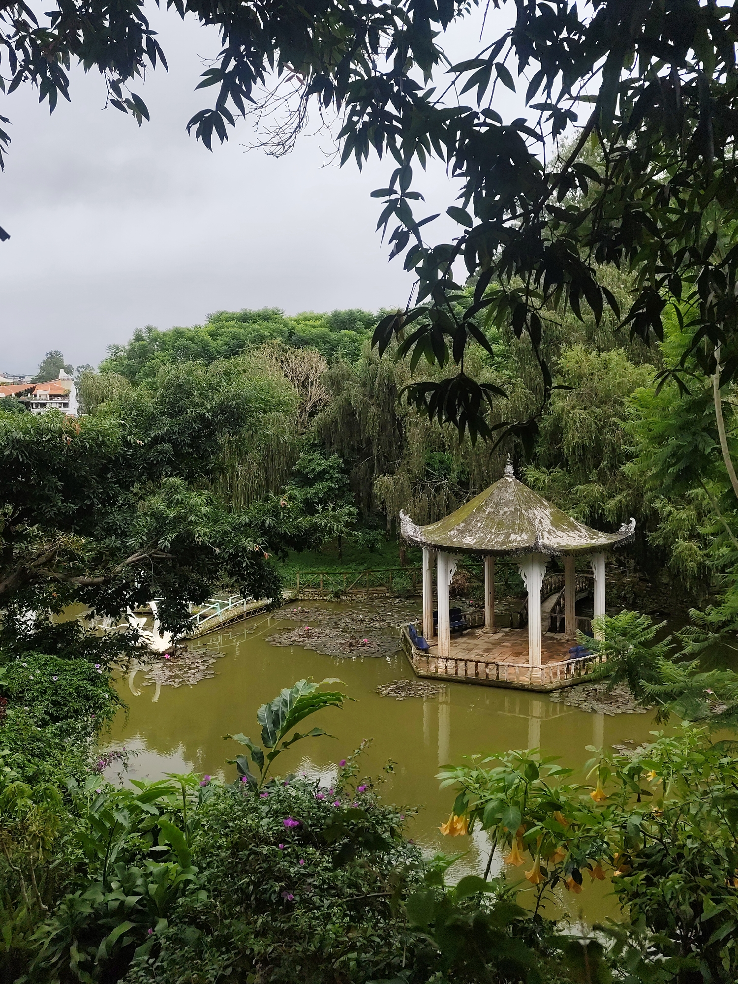 An elevated view captures a serene park scene featuring a distinct octagonal gazebo set in a pond under an overcast sky. The white gazebo, with its ornate, moss-covered, curved roof and decorative finial, stands on pillars above the murky greenish-brown water. Blue chairs are visible inside its tiled floor.
The pond is largely covered with numerous lily pads and several pink water lilies. A white swan-shaped pedal boat is moored near a white bridge or walkway on the left side of the pond. Dense, vibrant green foliage, including tall trees with trailing branches and lush bushes, surrounds the pond, framing the view. Some dark leaves hang in the foreground, partially obscuring the upper left and right corners of the image.
In the distance, on the far left, residential buildings with red-tiled roofs can be seen through a gap in the trees. The cloudy sky suggests an overcast day, providing soft, diffused light to the scene. There is no visible activity or people, contributing to a tranquil and peaceful atmosphere. No text is visible in the image. The setting appears to be a park or botanical garden, consistent with Phường Xuân Hương - Đà Lạt, Vietnam.