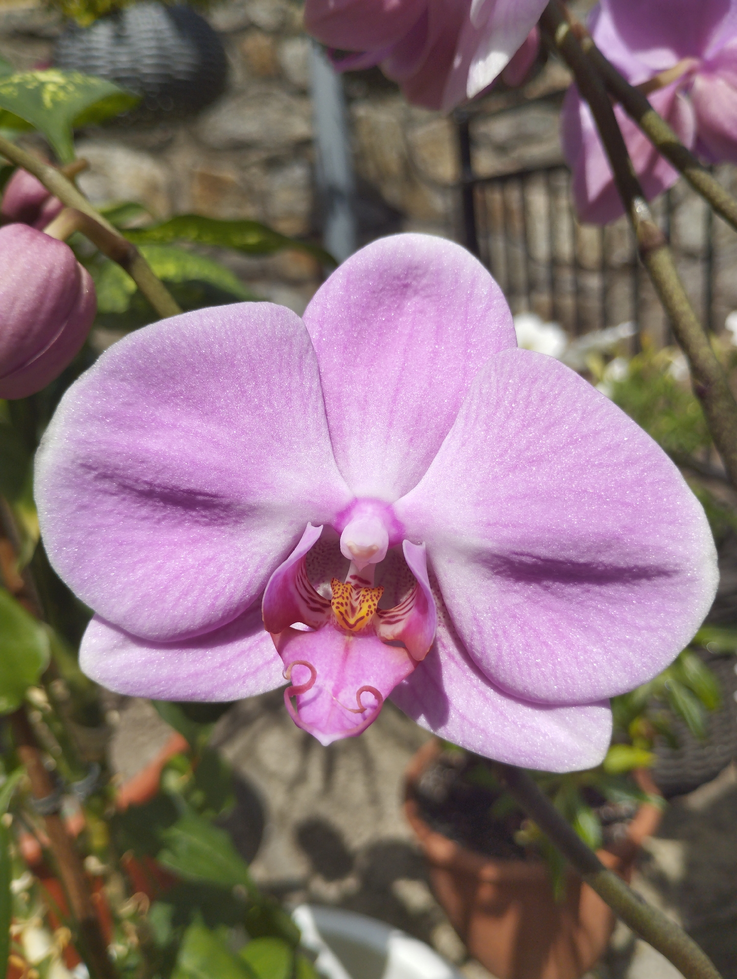 A close-up, eye-level, outdoor shot captures a single, vibrant pink orchid in full bloom, its petals gently unfurling. The orchid is positioned slightly off-center to the right of the frame, with its intricate stamen and pistil clearly visible in shades of pink, red, and yellow. To the left of the main bloom, a cluster of developing pink orchid buds is partially visible. The background is softly blurred, suggesting a garden or patio setting. The textured surface of a stone wall can be seen behind the plant, and hints of green foliage and terracotta pots are discernible. The lighting indicates it is daytime, with sunlight casting shadows. No people or specific actions are depicted. The location is identified as Pavlivka, Ukraine.