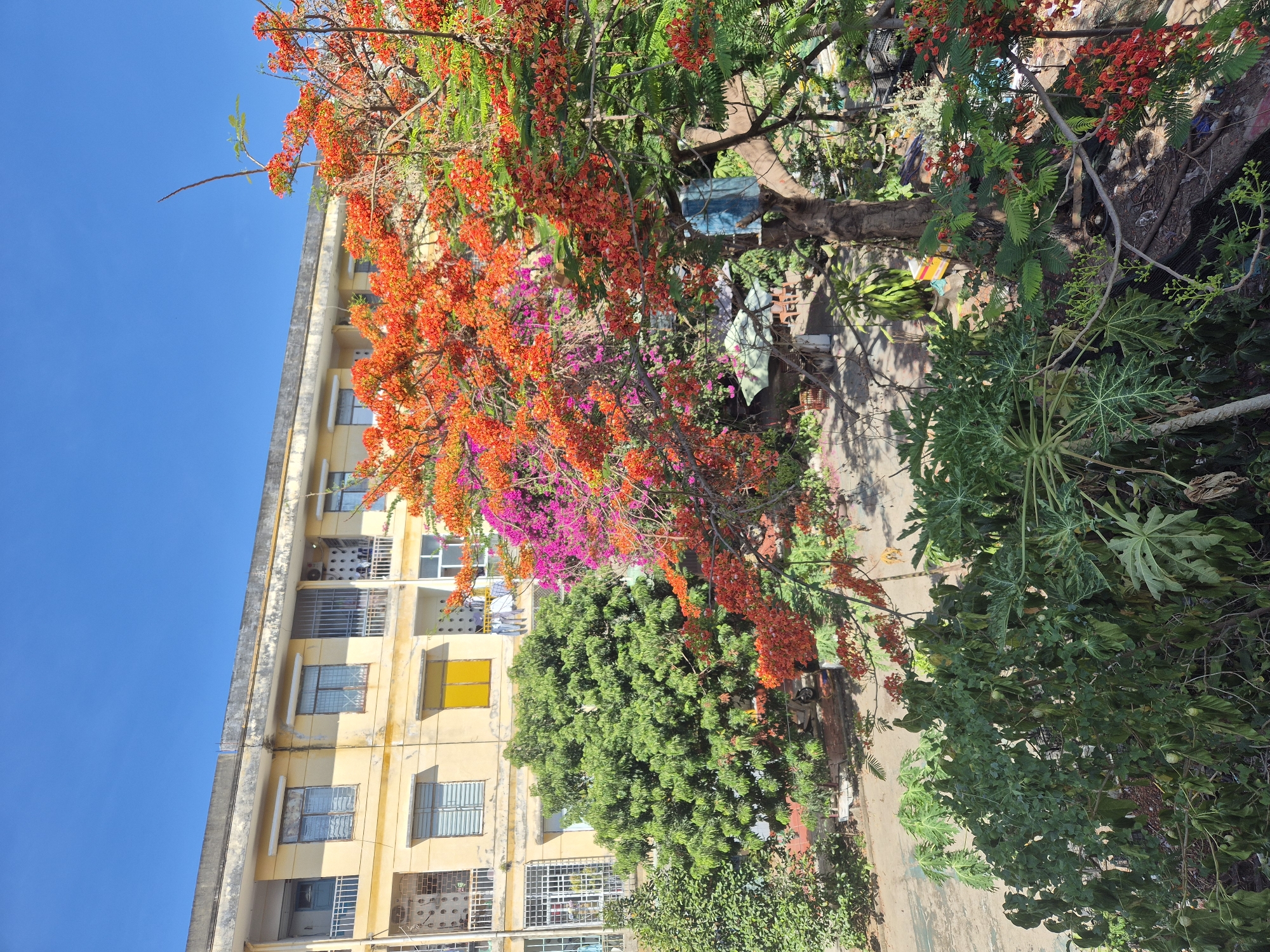 The image captures an outdoor scene in a residential area of Đà Nẵng, Vietnam. A faded yellow, multi-story apartment building with visible balconies and windows dominates the background under a clear blue sky. In the foreground and mid-ground, lush green trees and vibrant flowering trees with bright orange and pink blossoms are abundant. The flowering trees, likely Flame trees (Delonix regia), are in full bloom, creating a colorful contrast with the building. Below the trees, a paved courtyard area with some scattered debris and vegetation is visible, along with what appears to be outdoor seating under umbrellas. The overall impression is one of a tropical urban environment, likely during daylight hours given the bright illumination and distinct shadows.
