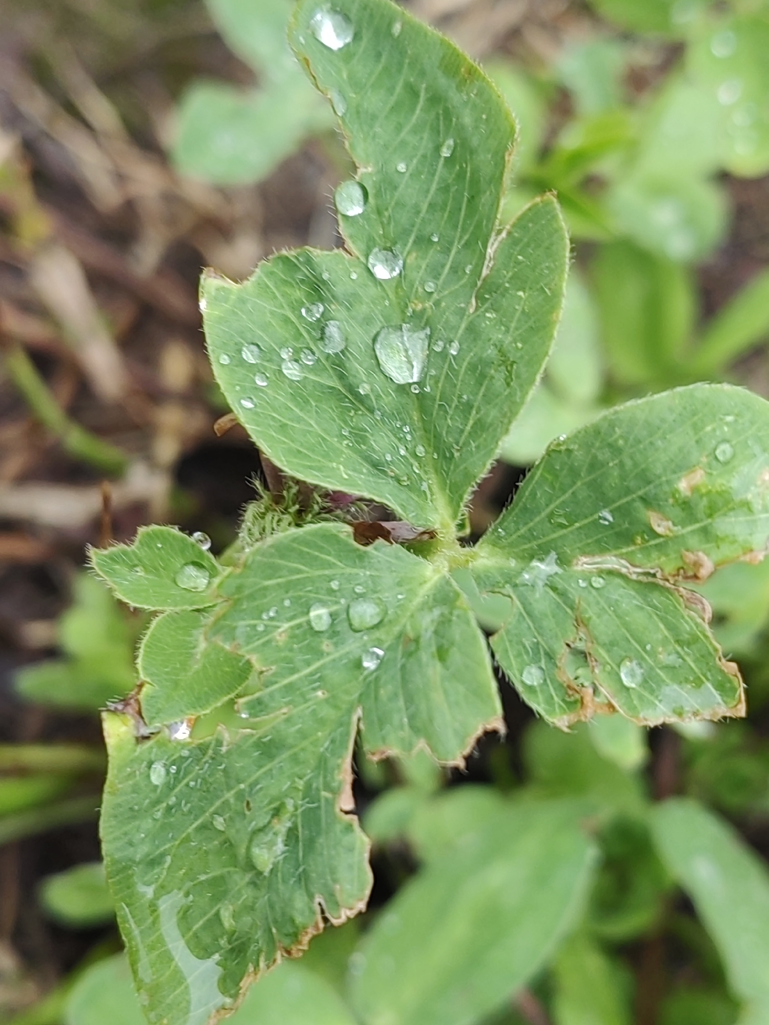 A close-up, macro photograph captures a green leaf covered in numerous water droplets, suggesting recent rain or dew. The leaf exhibits signs of damage along its edges, with some brown, desiccated areas and small tears or nibbles. The leaf's surface is textured with visible veins, and some of the water droplets are large enough to distort the leaf's pattern. The background is out of focus, showing more green foliage and brown earth or leaf litter, indicating an outdoor natural environment. The scene is devoid of human presence. Without further context, pinpointing a specific location within Hrodna, Belarus, is not possible based solely on the visual information in the image.