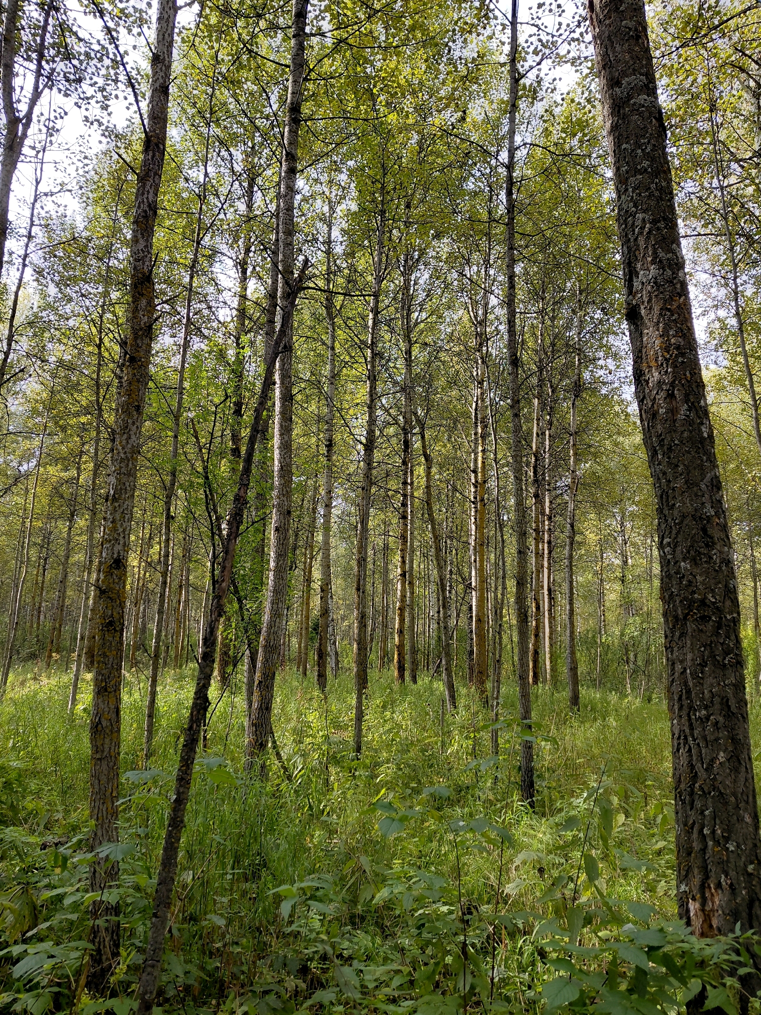 An image depicts a dense forest scene with tall trees and lush green undergrowth. The trees, predominantly birch with their characteristic white and black bark, form a thick canopy that allows dappled sunlight to filter through. The forest floor is covered in a vibrant carpet of grass, ferns, and other green vegetation. The image appears to be taken from a low angle, looking up towards the sky through the trees. The overall impression is one of a natural, wild environment, untouched by human development. The image does not contain any people or animals, and there are no indications of any specific location within Nikolaevka, Russia, beyond it being a natural woodland setting.