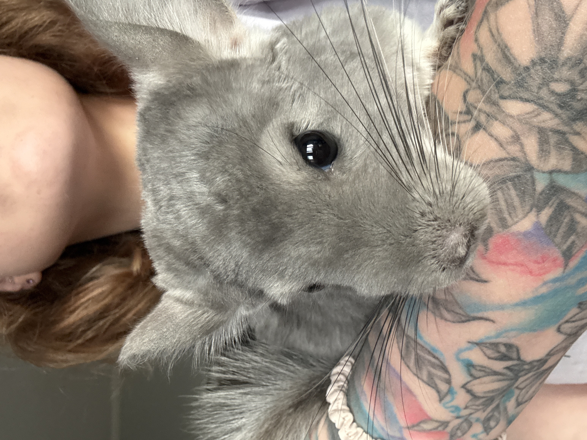 A close-up, eye-level shot shows a person holding a grey chinchilla. The chinchilla's head is in the foreground, and its body is nestled against the person's arm. The chinchilla has large, dark eyes, prominent whiskers, and soft grey fur. The person's arm, visible on the left and bottom of the frame, is adorned with a colorful tattoo featuring floral and abstract designs in shades of pink, blue, and purple. The person's chin and reddish-brown hair are partially visible at the top of the image. The background is blurred and indistinct. The image does not contain information about the city of Almaty, Kazakhstan.
