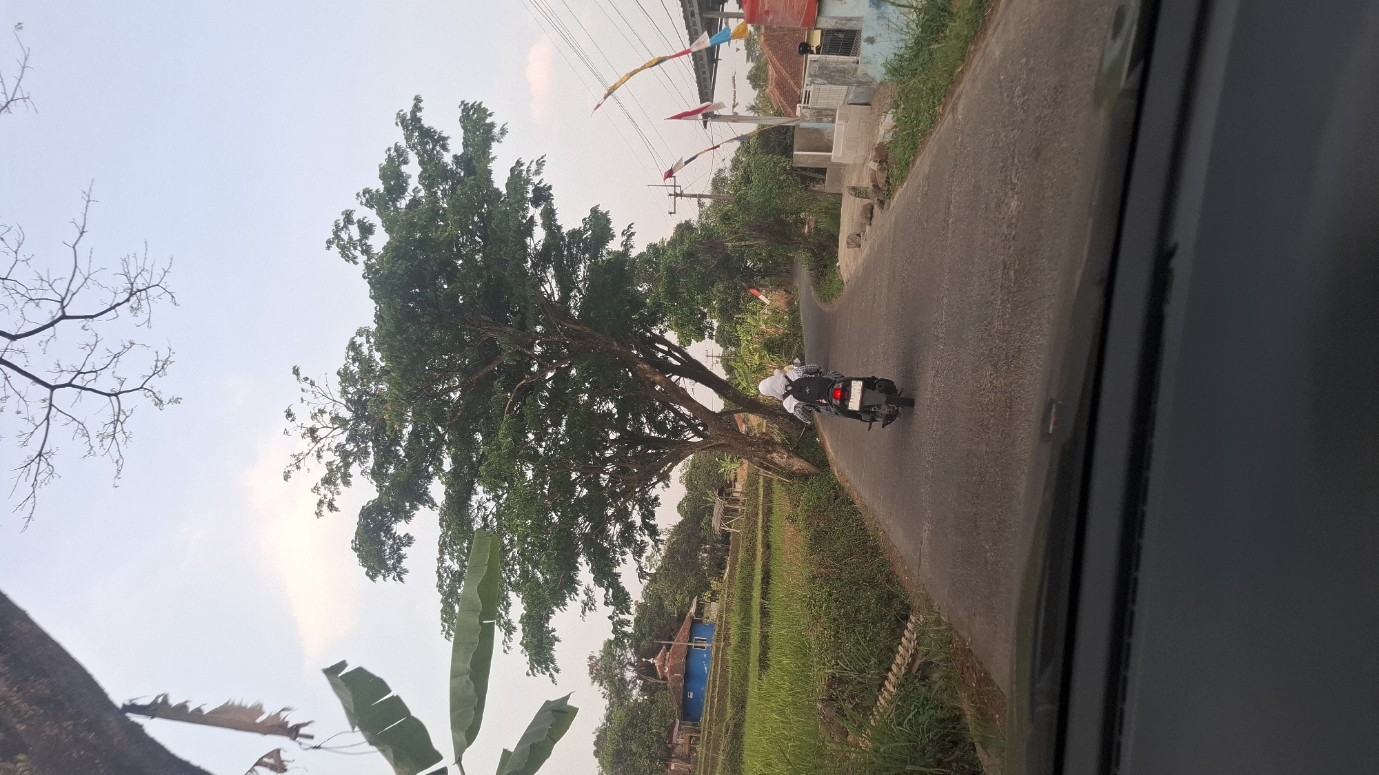 The image captures a rural scene in Cibinong Hilir, Indonesia, viewed from a vehicle. A paved road winds through a landscape characterized by lush greenery and scattered buildings. In the foreground, the dark interior of a vehicle's dashboard is visible, obscuring the lower portion of the frame.
Dominating the central and right side of the image is a large, mature tree with dense, green foliage. A person wearing a headscarf and a backpack is riding a black motorcycle away from the camera, traveling along the road under the shade of the tree. The road is bordered by a grassy verge and further afield by rice paddies and smaller trees.
On the left side of the road, a bright blue building with a red roof stands out amidst the green landscape. In the distance, several utility poles with wires are present, and colorful Indonesian flags are displayed on some of the structures. The sky above is a pale blue with a few wispy clouds. The overall impression is one of a tranquil, rural environment during daylight hours.