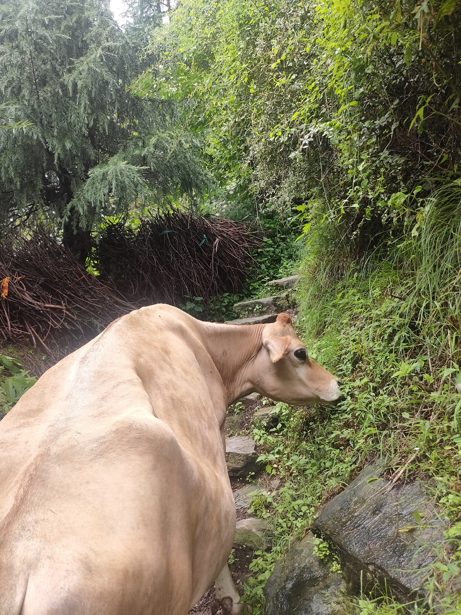 A light brown cow is walking up a stone staircase in a lush green, overgrown area. The cow is facing right, with its head lowered as if grazing on the grass growing along the side of the path. To the left of the cow, there are large piles of dried branches and foliage, possibly collected for firewood. Tall, dense green trees and bushes form a natural canopy above the scene, suggesting a remote or rural location. The stone steps are irregular and appear weathered, and the surrounding vegetation is vibrant and untamed. The image captures a moment of natural behavior in a rustic, outdoor setting. The location is described as being in the city of Manali, India.