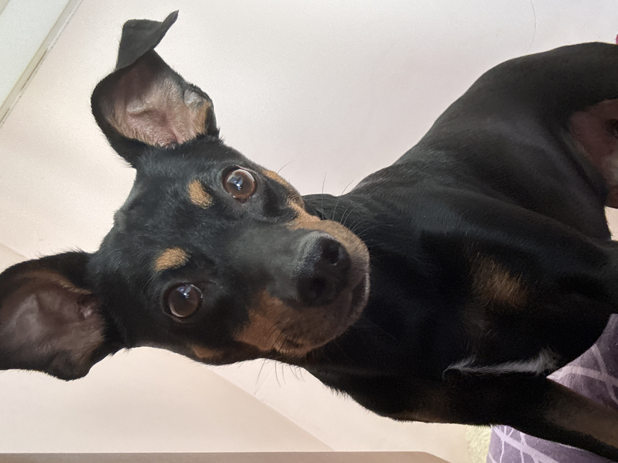 A black and tan miniature pinscher dog is pictured from the chest up, with its head tilted and ears perked. The dog's eyes are brown and expressive, and its snout is dark. The background is a pale pink, and the dog is sitting on a surface covered with a purple and white patterned cloth.