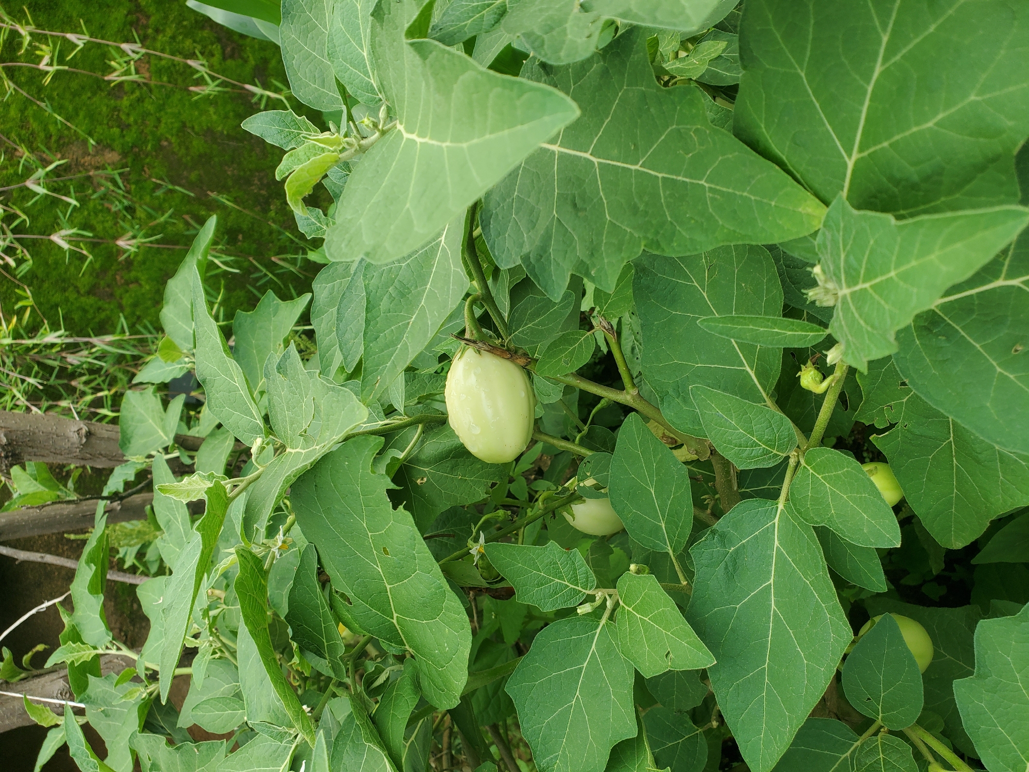 In Rayfield, Nigeria, a close-up shot captures a plant laden with unripe, pale green fruits, likely tomatoes or eggplants, nestled amongst its large, vibrant green leaves. The plant is situated in a garden, with a moss-covered wall visible in the background, suggesting a humid environment. The focus is on the plant's foliage and developing produce, highlighting the lushness of its growth.