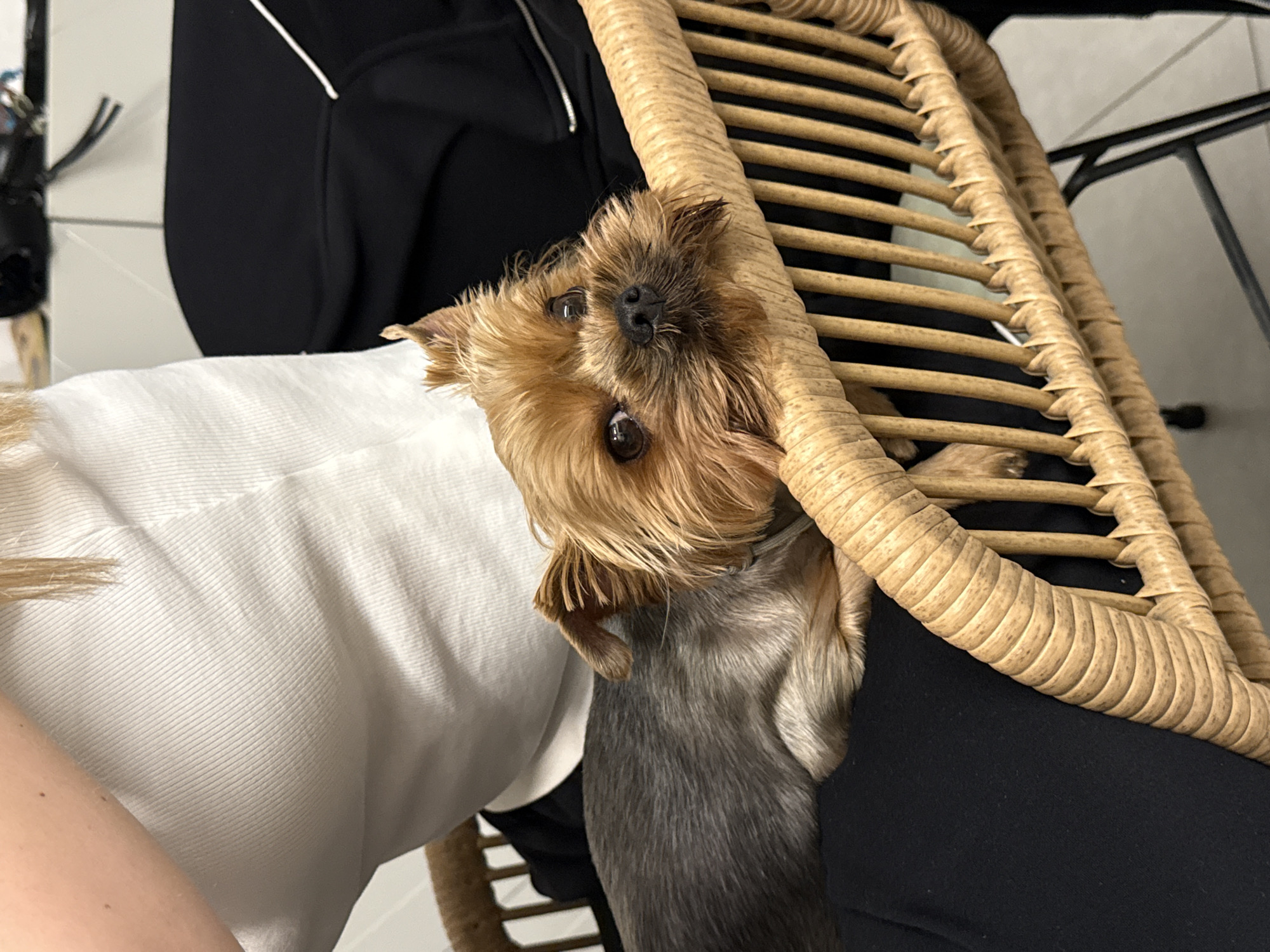 A brown Yorkshire Terrier peers out from behind a woven rattan chair, its head tilted inquisitively. The dog is nestled between a person wearing a white garment and another in a black garment. The background shows glimpses of a wall and a black metal structure. There's no indication of the scene's location being in Ramat Gan, Israel, or any specific geographical information.