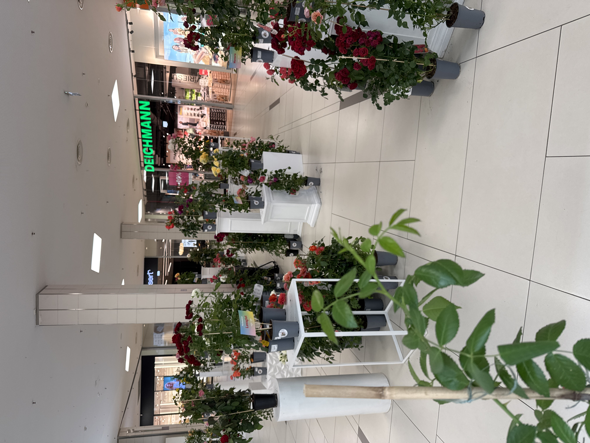 This image depicts a brightly lit indoor common area within a shopping mall in Riga, Latvia, characterized by a large-scale display of potted rose plants. The floor is covered with large, light-colored square tiles featuring dark grey grout lines. The white ceiling incorporates numerous recessed square and circular light fixtures, along with several ventilation grilles. Robust white tiled pillars, constructed from multiple vertical panels, punctuate the space.
A prominent display of potted rose plants extends linearly throughout the depicted area. These plants, housed in dark grey plastic pots, showcase a variety of rose colors including deep red, bright red, pink, white, yellow, and orange, with many in bloom. Several plants are supported by slender wooden stakes secured with green ties. The plants are arranged on various white display structures: tall cylindrical pedestals, shorter rectangular pedestals, white open-frame metal tables, and decorative white plinths. Multiple colorful information tags are visible, with one clearly displaying "Deutschername Lavaglut" and another "Manora."
In the background, several retail storefronts are visible. A "DEICHMANN" shoe store is prominently featured, identified by its bright green illuminated sign above the entrance. Inside, shelves stocked with shoes and a "20%" discount sign are discernible. Adjacent to it, a partial sign reading "sert" (likely part of a larger store name) is visible. Further into the background, a large advertisement or poster featuring people can be seen, along with other indistinct store interiors. No individuals are clearly visible or identifiable in the immediate foreground or midground interacting with the rose display. An out-of-focus green plant stem occupies the lower left foreground, suggesting proximity to the display.