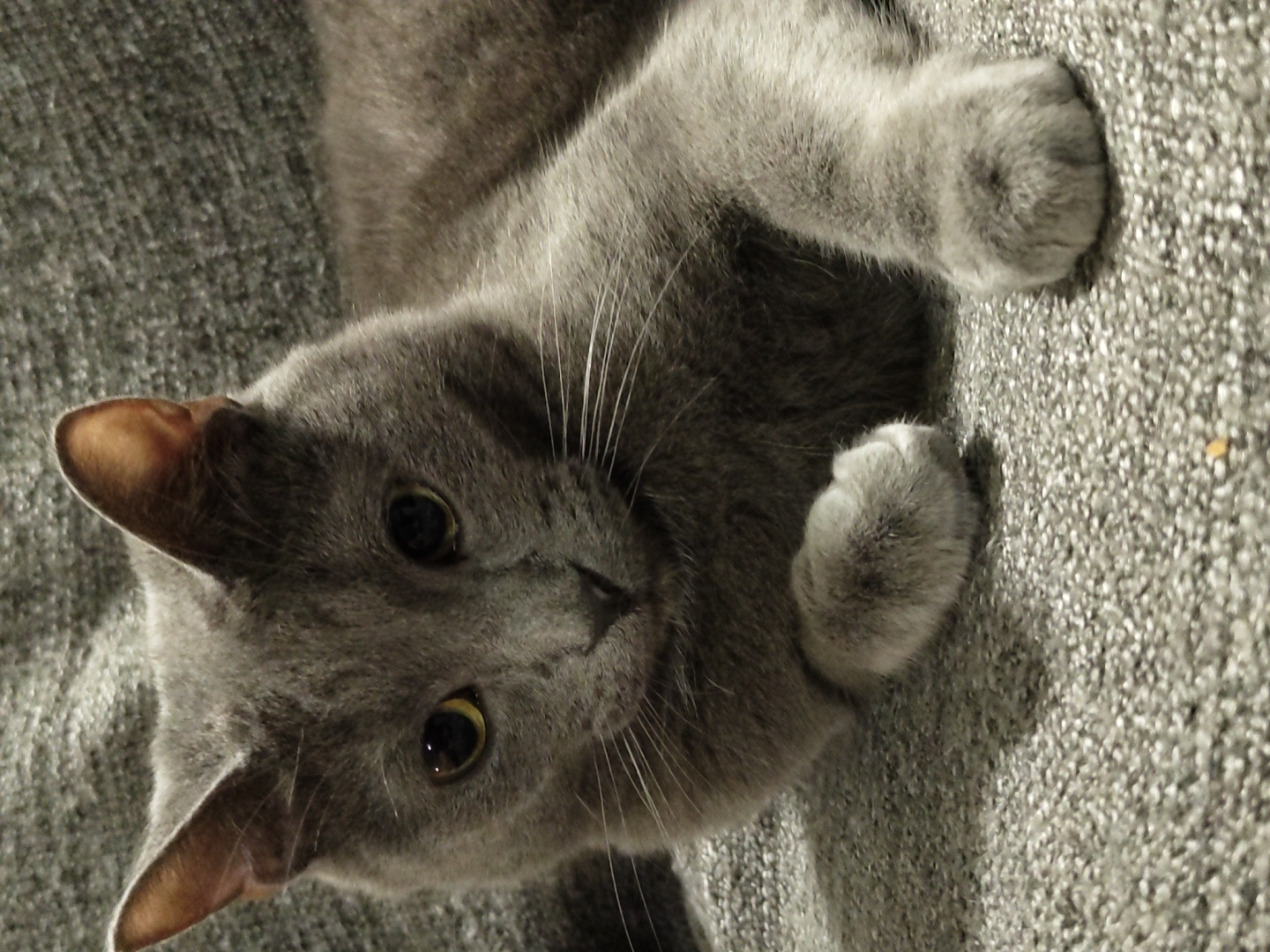 A close-up, eye-level shot shows a short-haired, grey cat lying on a grey textured surface. The cat is facing towards the left of the frame, with its head turned to look directly at the camera. Its ears are pointed upwards and slightly forward. The cat's eyes are open and appear yellow-green. Its whiskers are prominent. The cat's body extends to the right of the frame, with its paws visible in the foreground. The background consists of a textured, grey surface, likely a sofa or blanket. The lighting is soft, highlighting the cat's fur texture. The scene is indoors. There is no discernible city or location information present in the image.