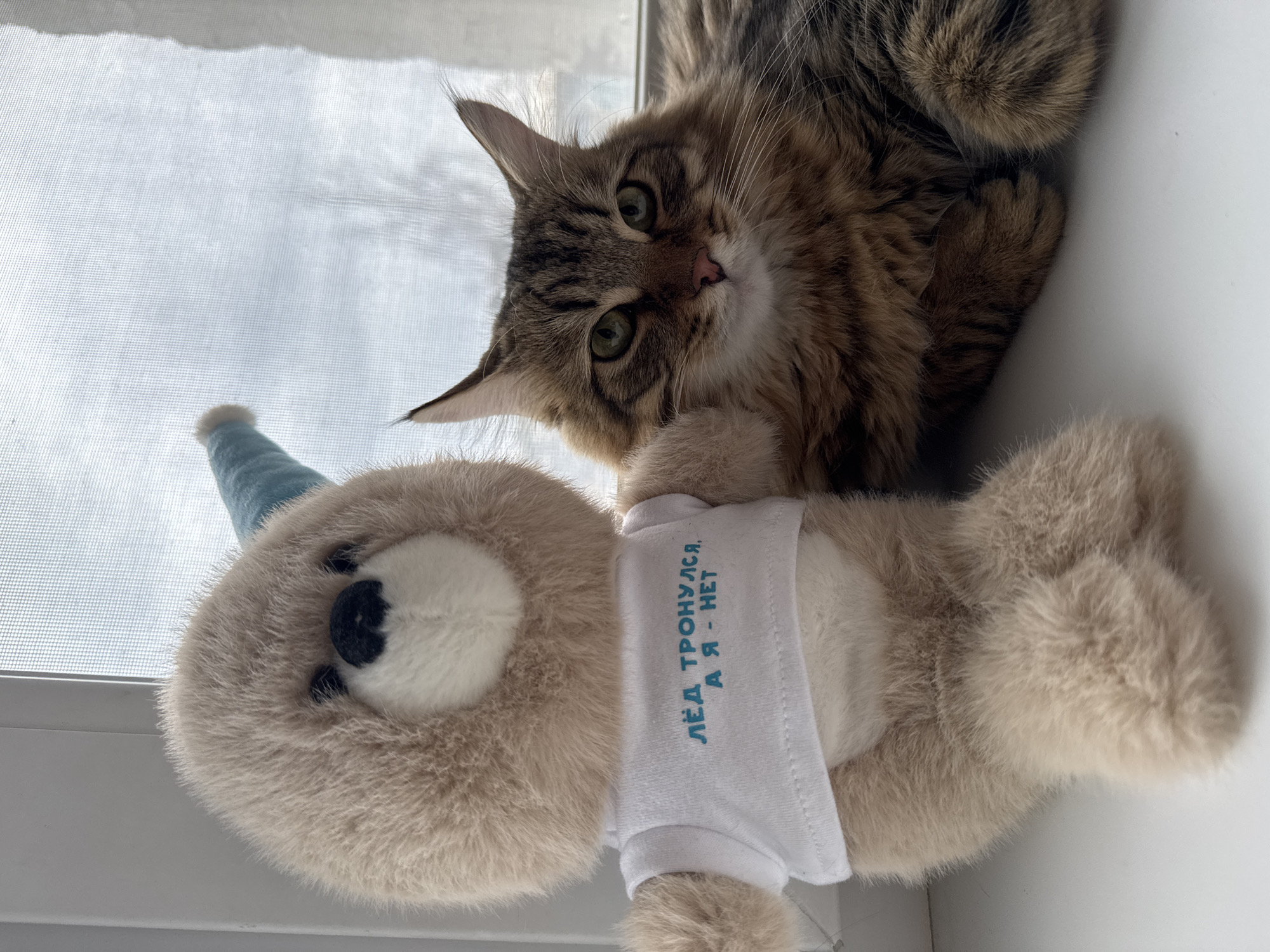 A cat and a plush bear are positioned on a white windowsill. The cat has brown and black tabby markings, green eyes, and long whiskers. The bear is wearing a small blue party hat and a white shirt with a phrase printed in blue lettering, which appears to be in Russian. The setting is presumed to be a domestic environment, based on the typical windowsill context. The image implies an interaction between the cat and the toy, or possibly a posed arrangement. The location within the city of Chaikovsky, Russia is not explicitly confirmed within the photograph; it is possible the location is mentioned within the details of the image's source, but it cannot be derived solely from its visual content.