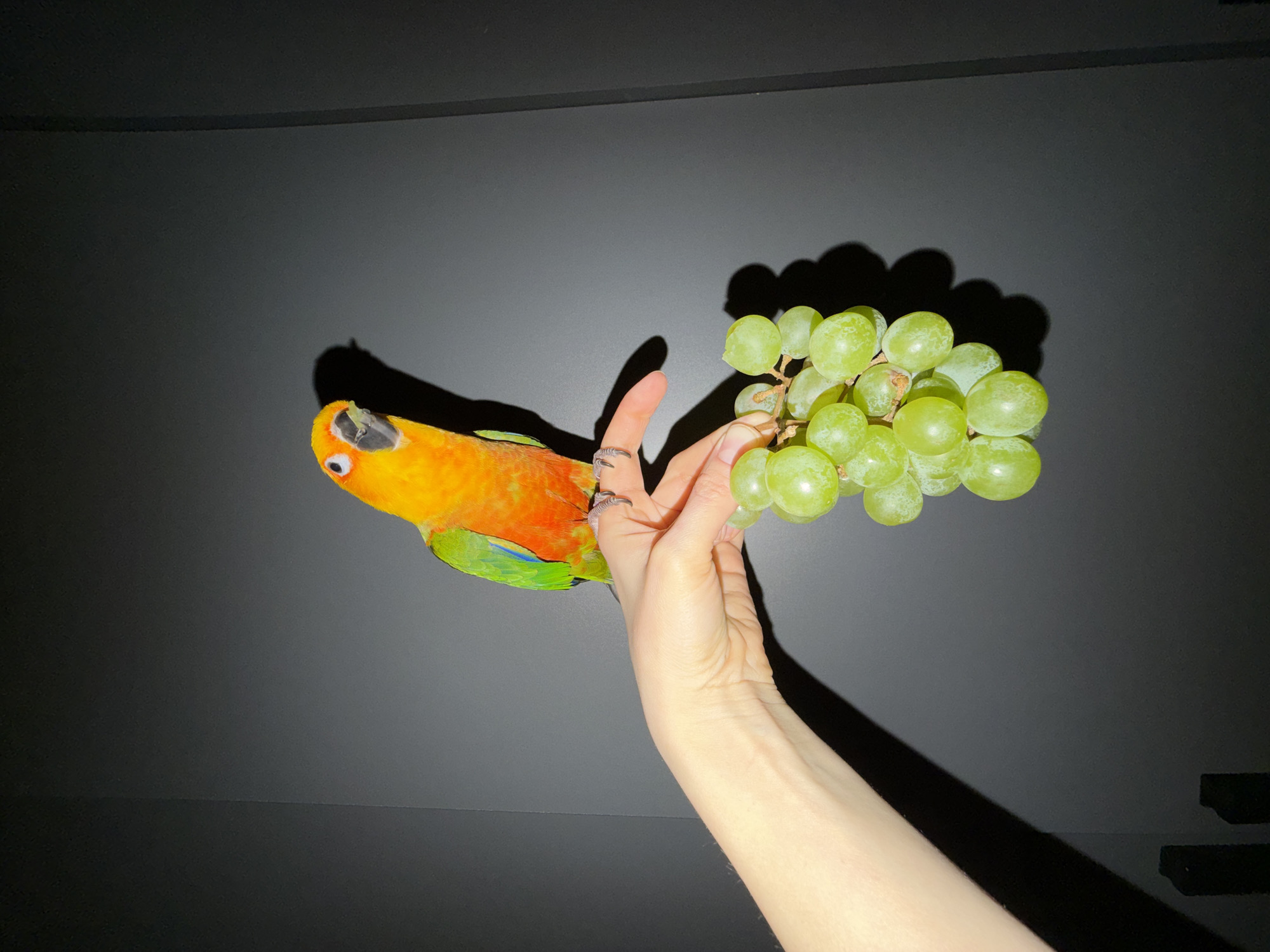 A bird is sitting on a hand that is holding a bunch of grapes against a dark, plain background. The bird is colorful, with orange, yellow, and green feathers. The hand belongs to a light-skinned person and has a ring on one of the fingers. The grapes are green and appear to be ripe. The location in the city of Khimki, Russia, is not determinable from the visual data.