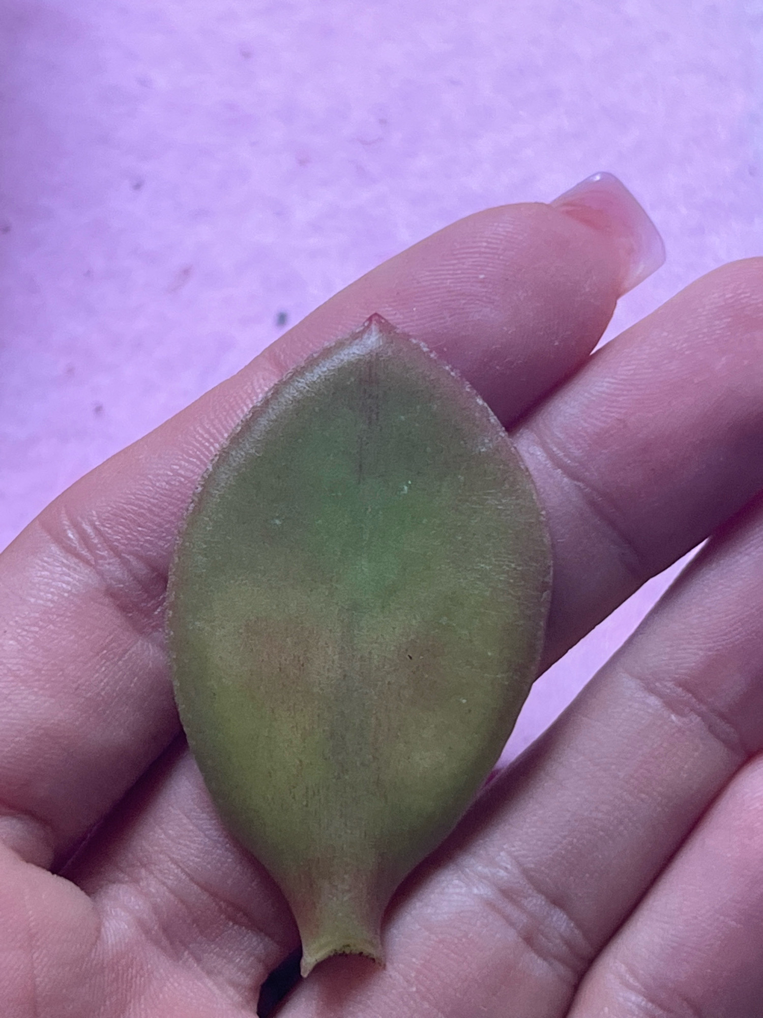 A close-up shot shows a person's hand holding a single succulent leaf against a pale purple, textured background. The leaf is oval-shaped with a pointed tip and a slightly rounded base where it was detached from the plant. It exhibits a gradient of colors, transitioning from a pale green in the center to reddish-brown hues near the edges and the tip. The leaf appears slightly plump and healthy, with a subtle texture visible on its surface. The hand holding the leaf is lightly colored, and the fingers are gently curved to support the leaf. The background is out of focus, but its texture suggests it might be fabric or paper. The lighting is soft, highlighting the contours of the leaf and the skin. There are no other prominent objects or distinguishing environmental features visible.