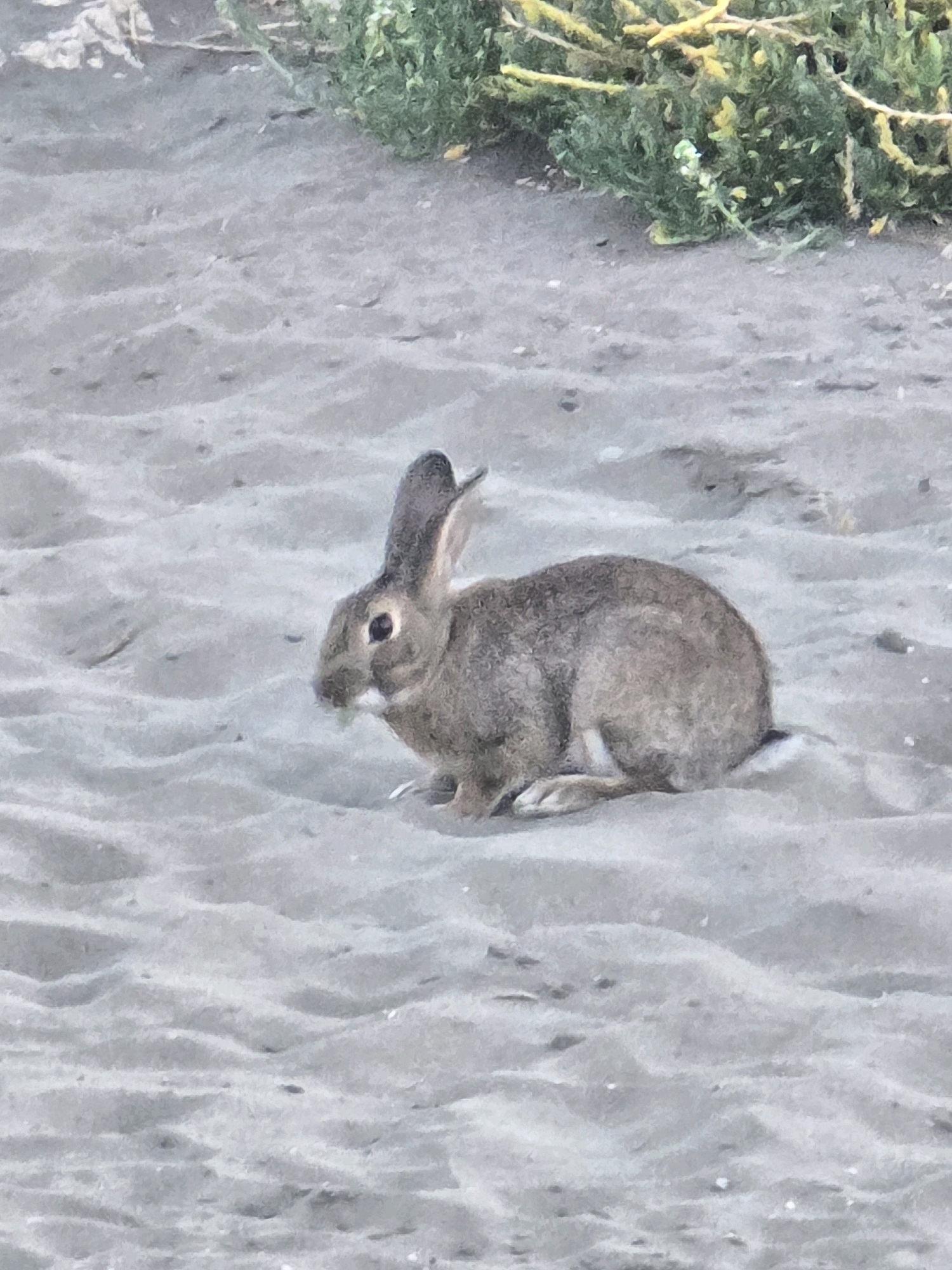 The image shows a rabbit on a sandy surface. The rabbit is facing to the left and appears to be eating something green. The sand is rippled, suggesting it is a beach or a sandy area. In the background, there is green vegetation with some yellow elements. The overall lighting suggests it is daytime. The image does not provide any information about the city of Málaga, Spain.