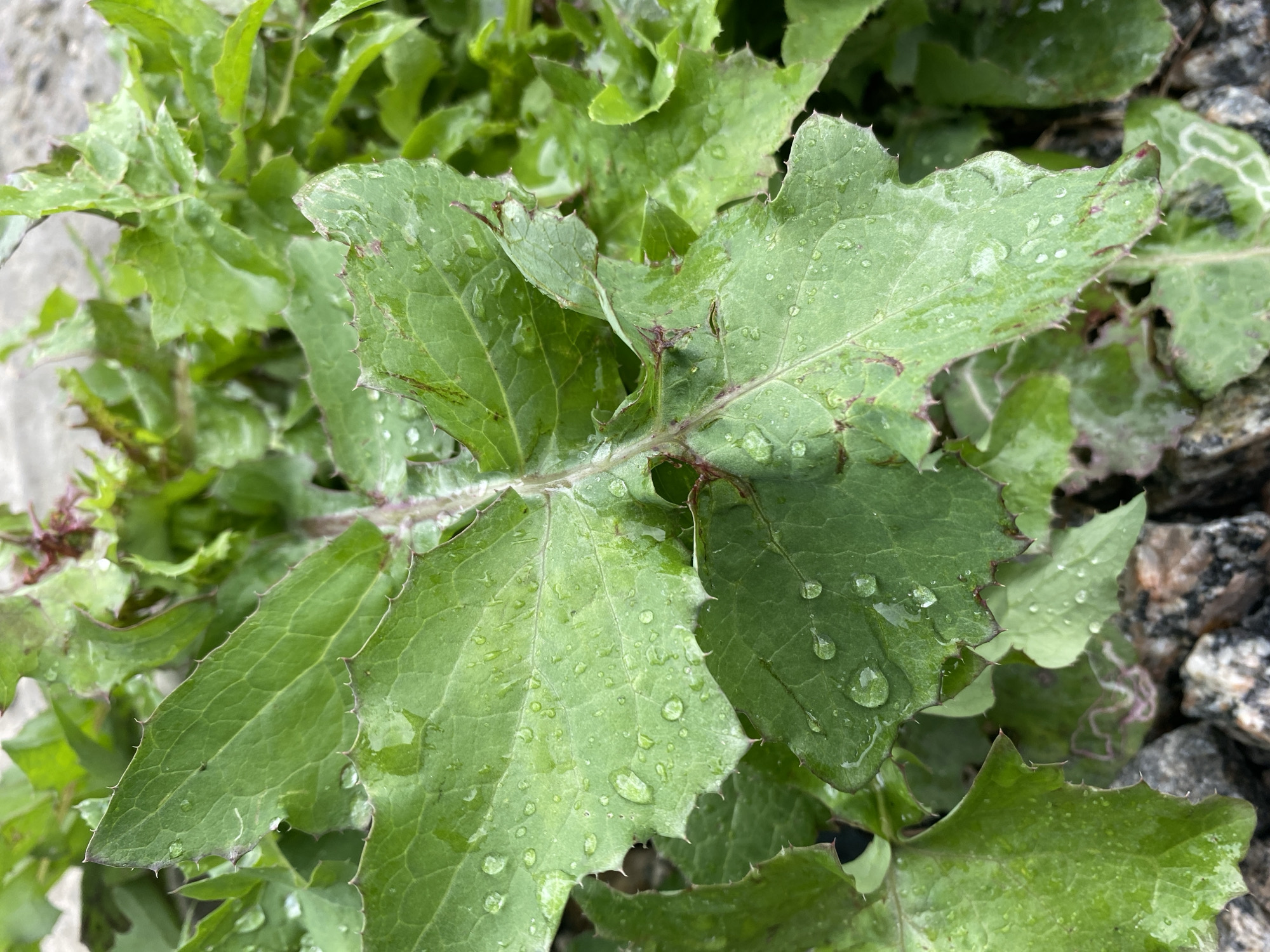 The image shows a close-up view of green leaves with water droplets on them. The leaves are serrated along the edges and have a reddish tinge on the veins and edges. The background consists of more green foliage and some gravel. The scene is outdoors, and the lighting suggests it might be overcast or after rain. There is no indication of Rozhny, Ukraine, in the image.