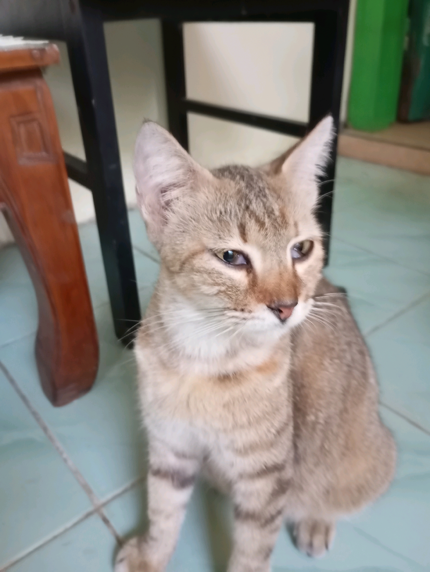 A domestic shorthair cat with tabby markings sits on a light blue tiled floor. The cat is facing to the right of the frame, with its body angled towards the viewer. Its fur is a mix of light brown and grey stripes. The cat has prominent ears and green eyes. In the background, a dark-colored chair leg and a portion of a wooden piece of furniture are visible to the left. To the right, green plastic bottles are stacked on a shelf. The lighting suggests an indoor setting, possibly a home or a shop in Balikpapan, Indonesia.