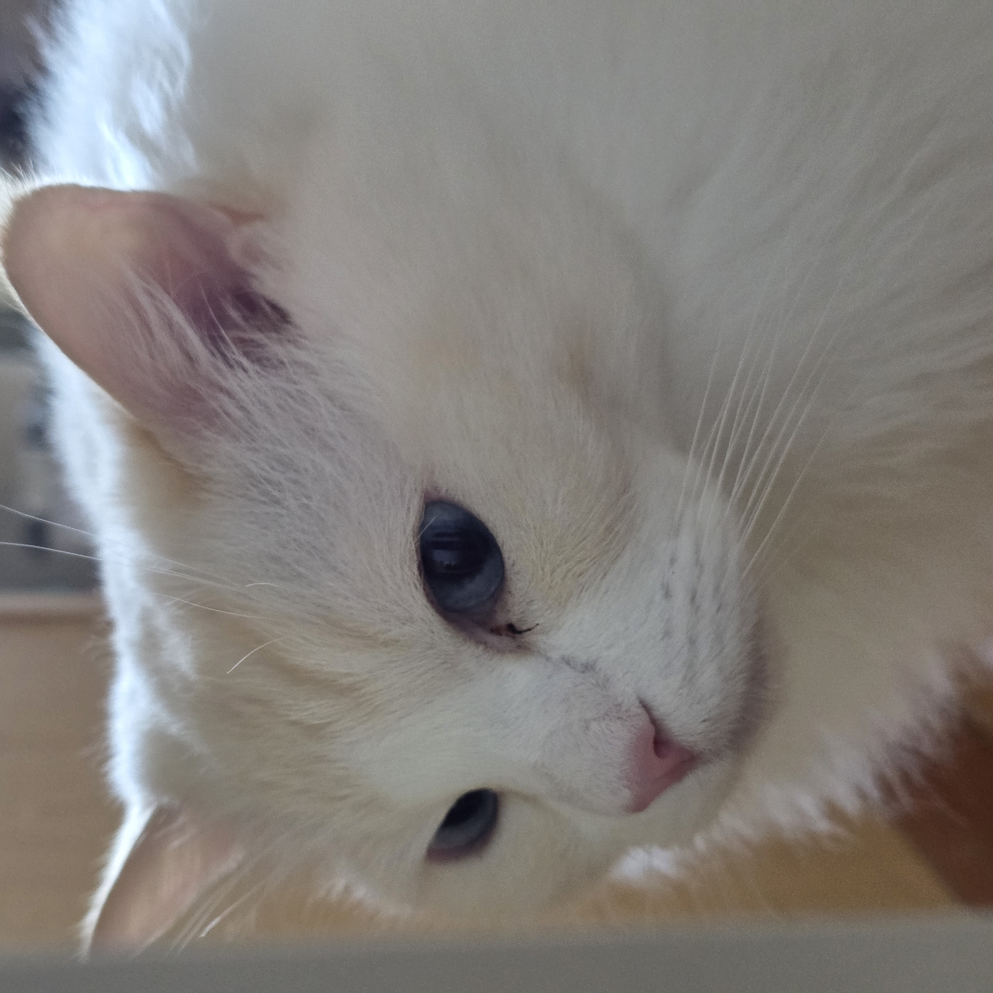 A close-up, eye-level, profile shot captures a fluffy, cream-colored cat with bright blue eyes, looking to the left. The cat's left ear is partially visible, along with whiskers extending from its muzzle. The background is softly blurred, with warm, neutral tones suggesting an indoor setting. There are no discernible human subjects or indications of a specific location within Portland, United States of America.