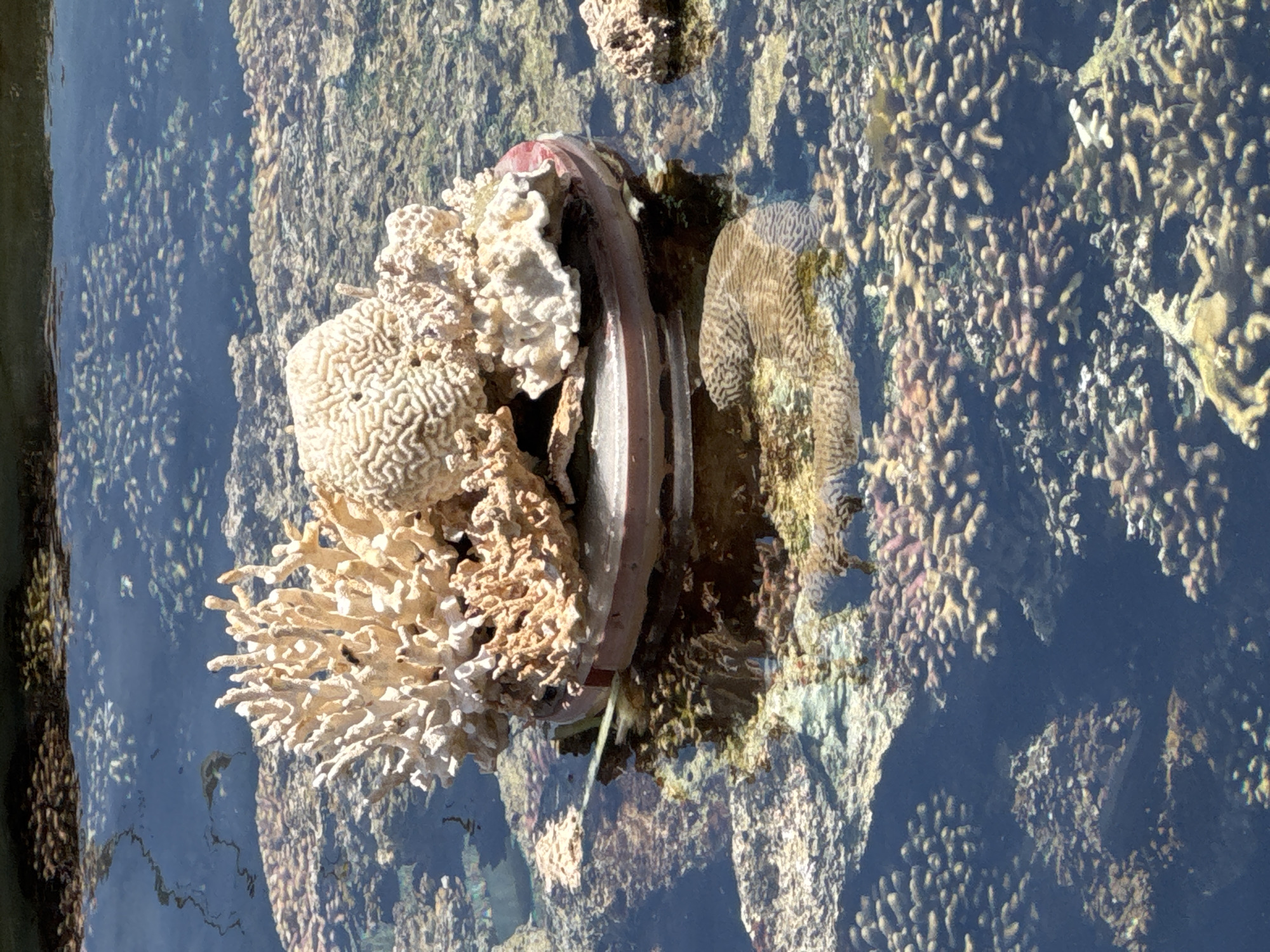 The image displays a cluster of bleached coral specimens resting on a circular, reddish-brown object submerged in shallow, clear water. The coral appears to be artfully arranged, with various shapes and textures, including branching and brain-like formations. The water reveals a substrate covered in more coral fragments, some of which are colorful with pink and brown hues, indicating a potentially diverse reef environment. A reflection of the coral and the circular object is visible on the water's surface. The scene is likely situated in a controlled environment for coral preservation or display, possibly within the coral reef observation area of Eilat, Israel, given the context provided. No people are visible in the image, and the focus is solely on the coral and its watery surroundings.